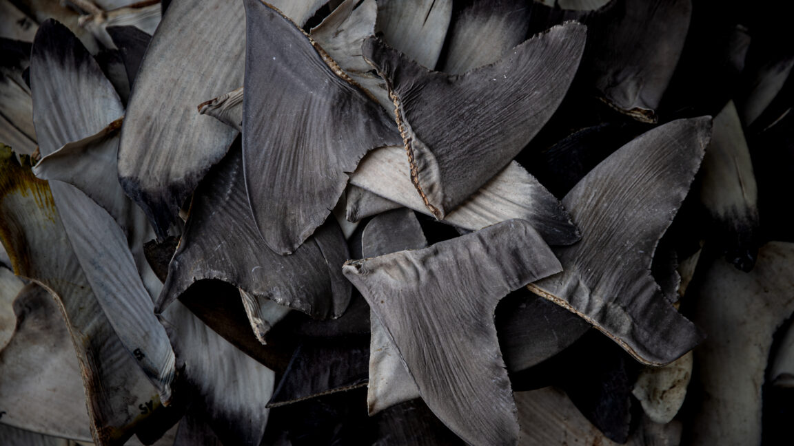 China’s shark finning could lead to US seafood sanctions