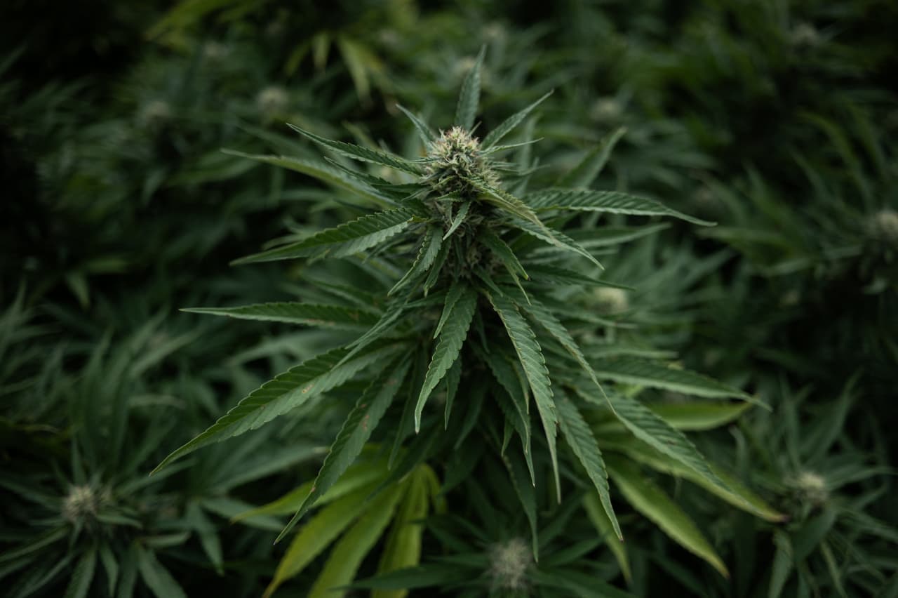 Tilray and other pot stocks soar as Trump is reportedly ready to reclassify cannabis