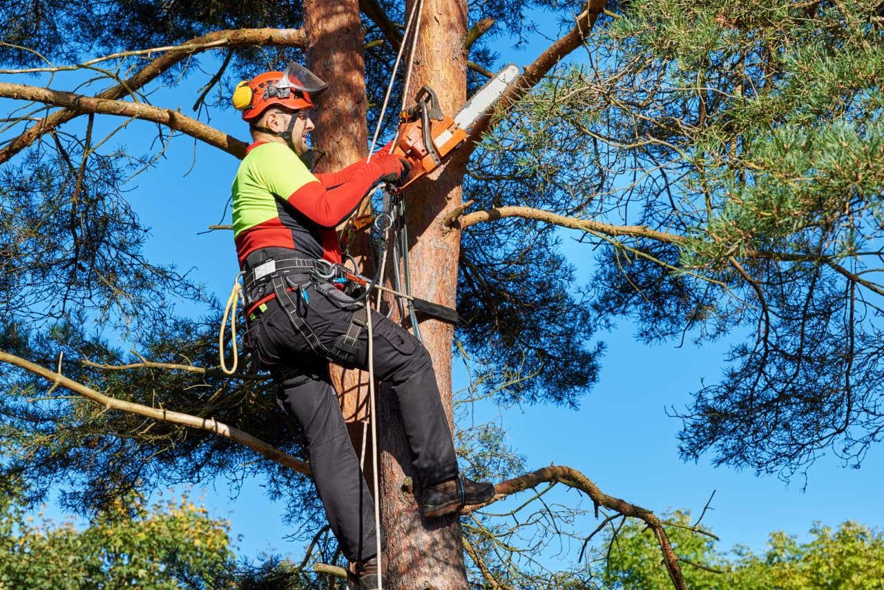 &#x2018;He threatened to cut the roots&#x2019;: A tree fell onto my neighbor&#x2019;s property during a storm. Then all hell broke loose.