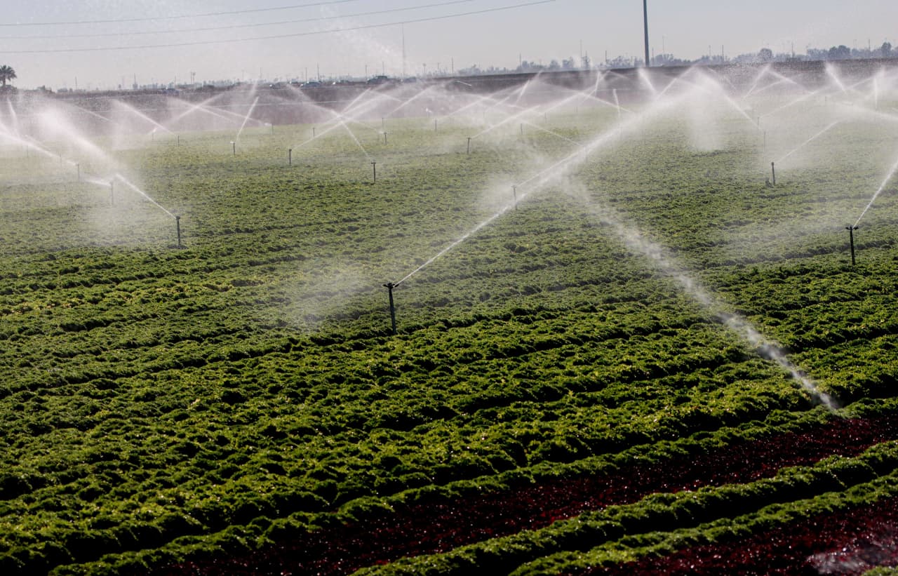 What makes this cyclospora outbreak different — and why it might not end until August  
