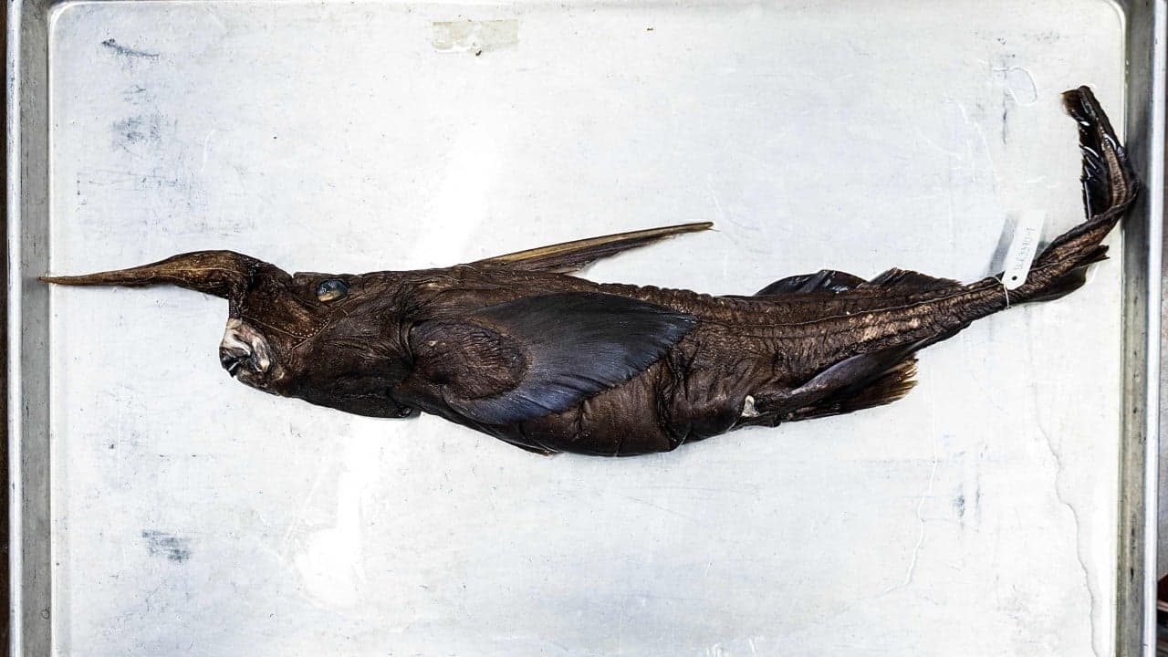 New ghost shark species may have been found in Costa Rica