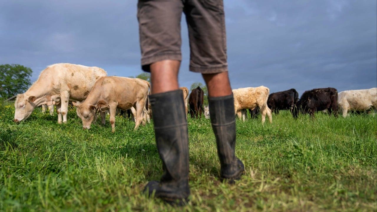 USDA lowers reported beef export sales by 90% amid growing doubts over data