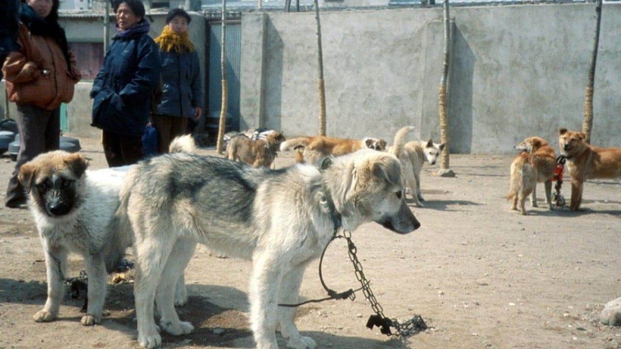 China retaliates on US sanctions; North Korea’s dog meat advisory: SCMP’s 7 highlights