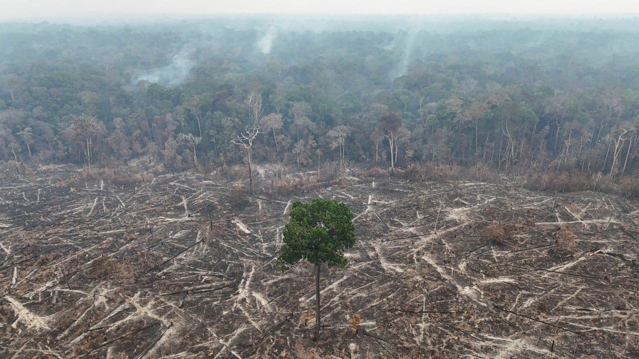 Global deforestation fell in 2025, but Congo Basin losses surged