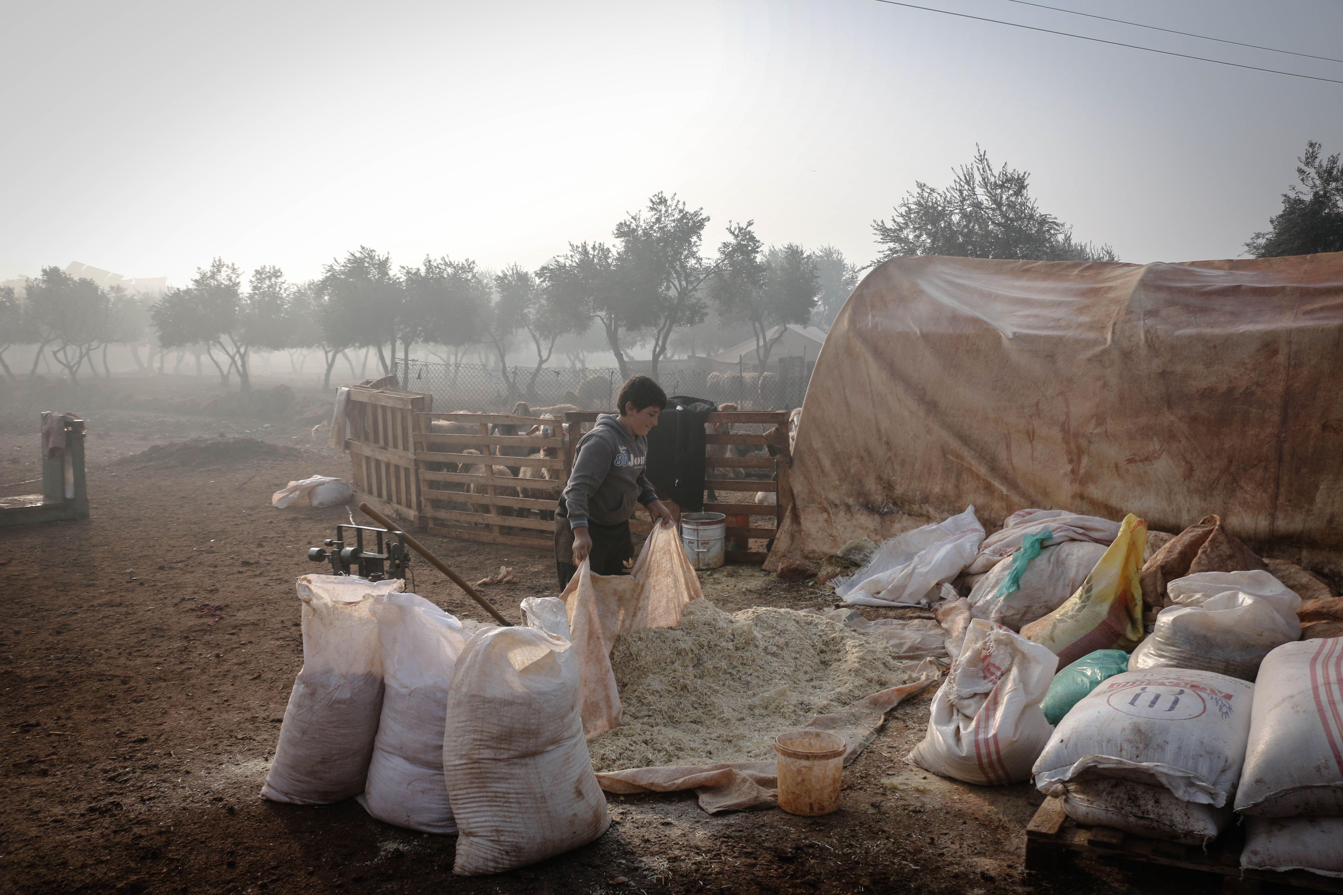 A person working on a farm in Idlib, Syria, surrounded by bags and olive trees at dawn.