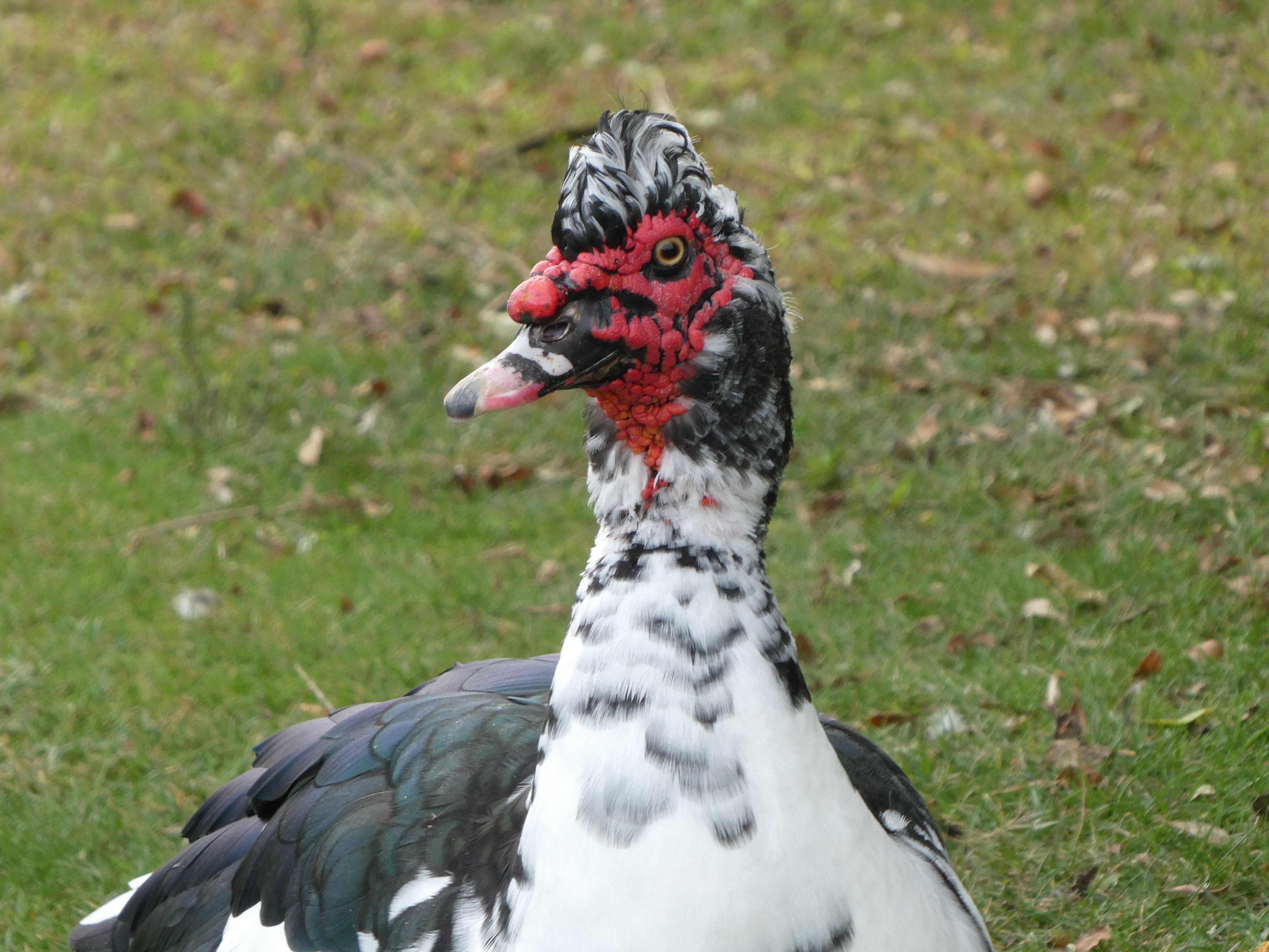 Detailed close-up of a Muscovy duck in Oropesa del Mar, Spain.