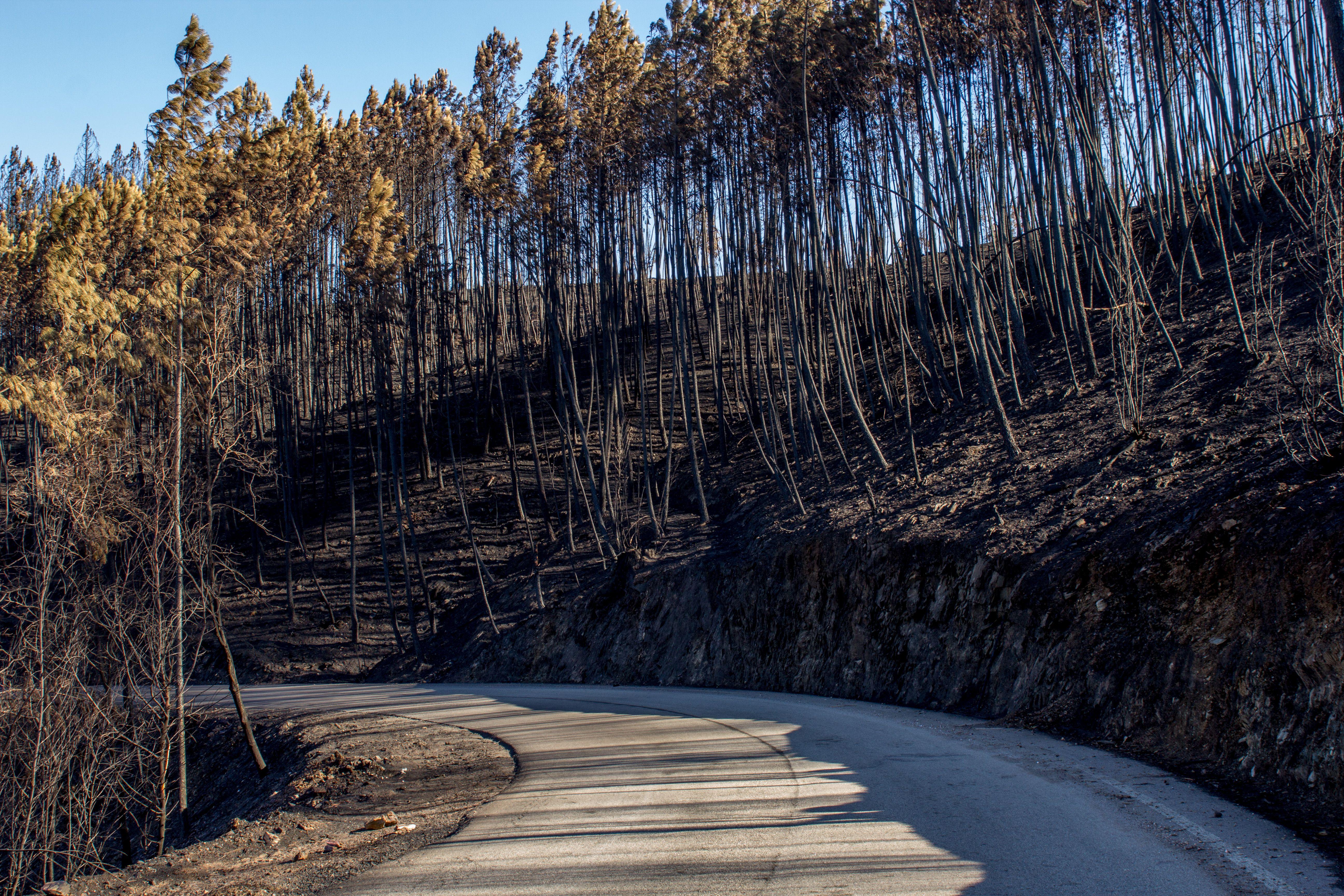 Winding road through a forest landscape after a wildfire, showing burnt trees and a clear sky.