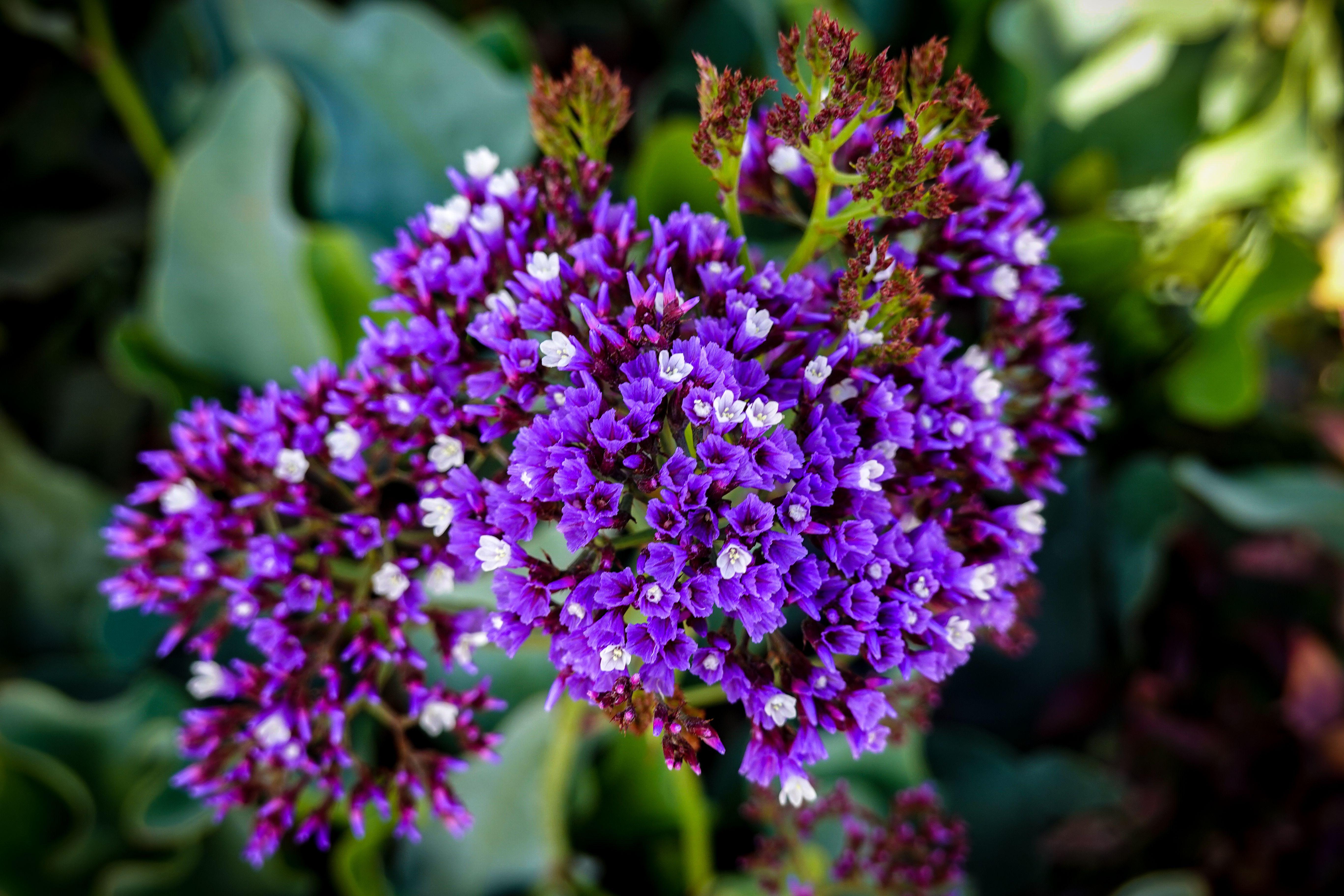 A vivid close-up of blooming Perez's Sea Lavender with striking purple petals.