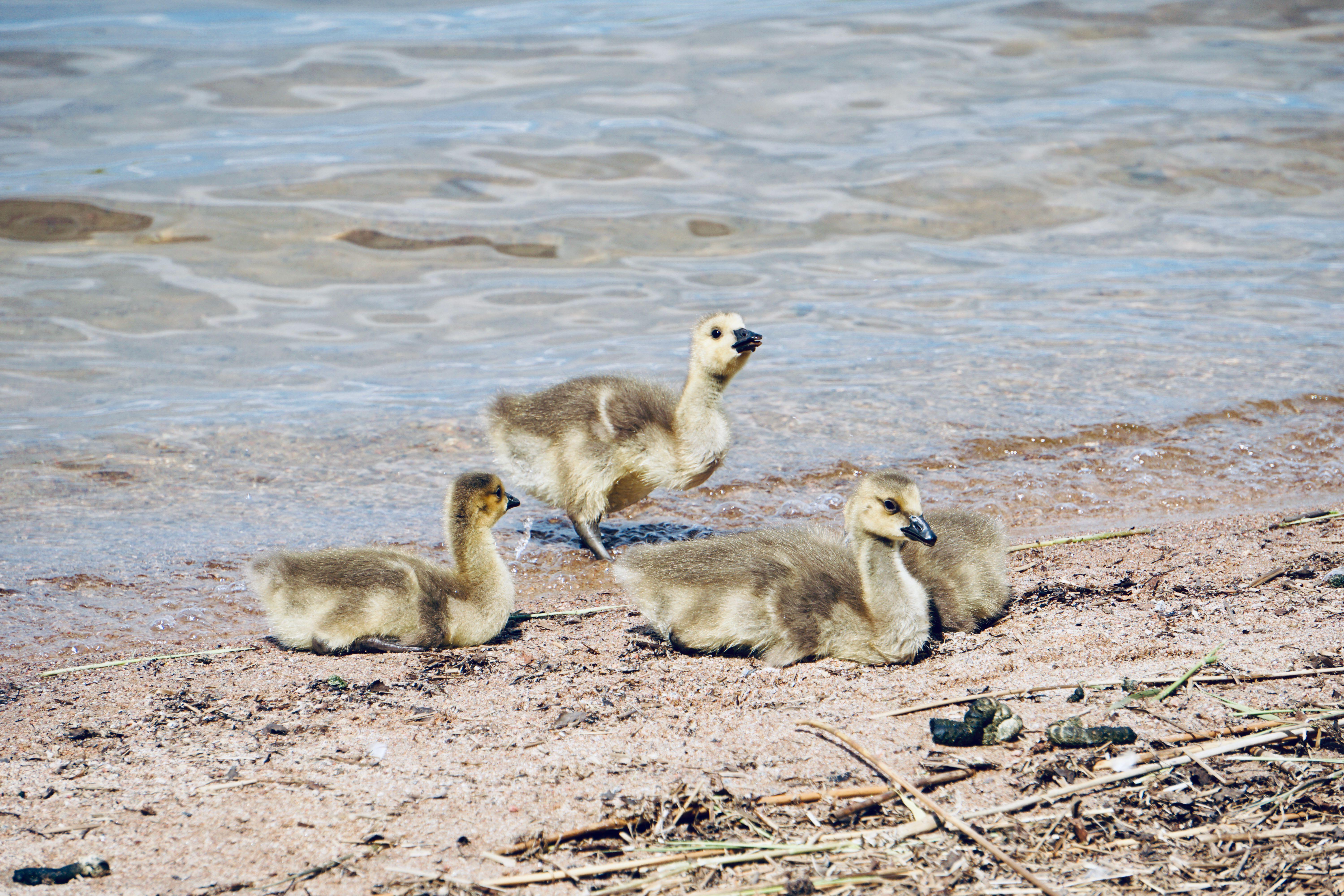 Cute goslings resting by a lakeshore in Lappeenranta, Finland, showcasing nature's beauty.