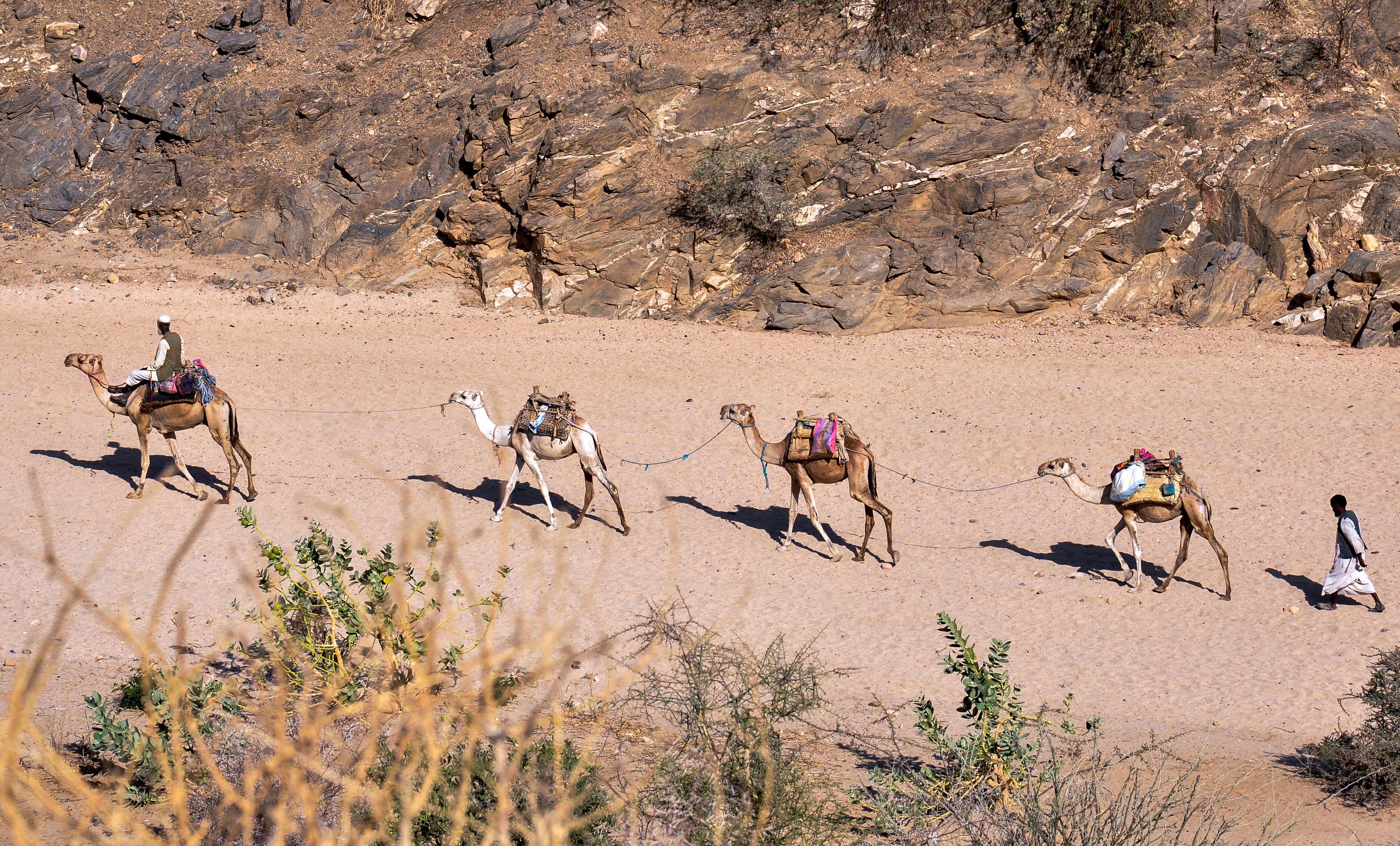 A traditional camel caravan traversing the rugged desert landscape of Eritrea under the bright sun.