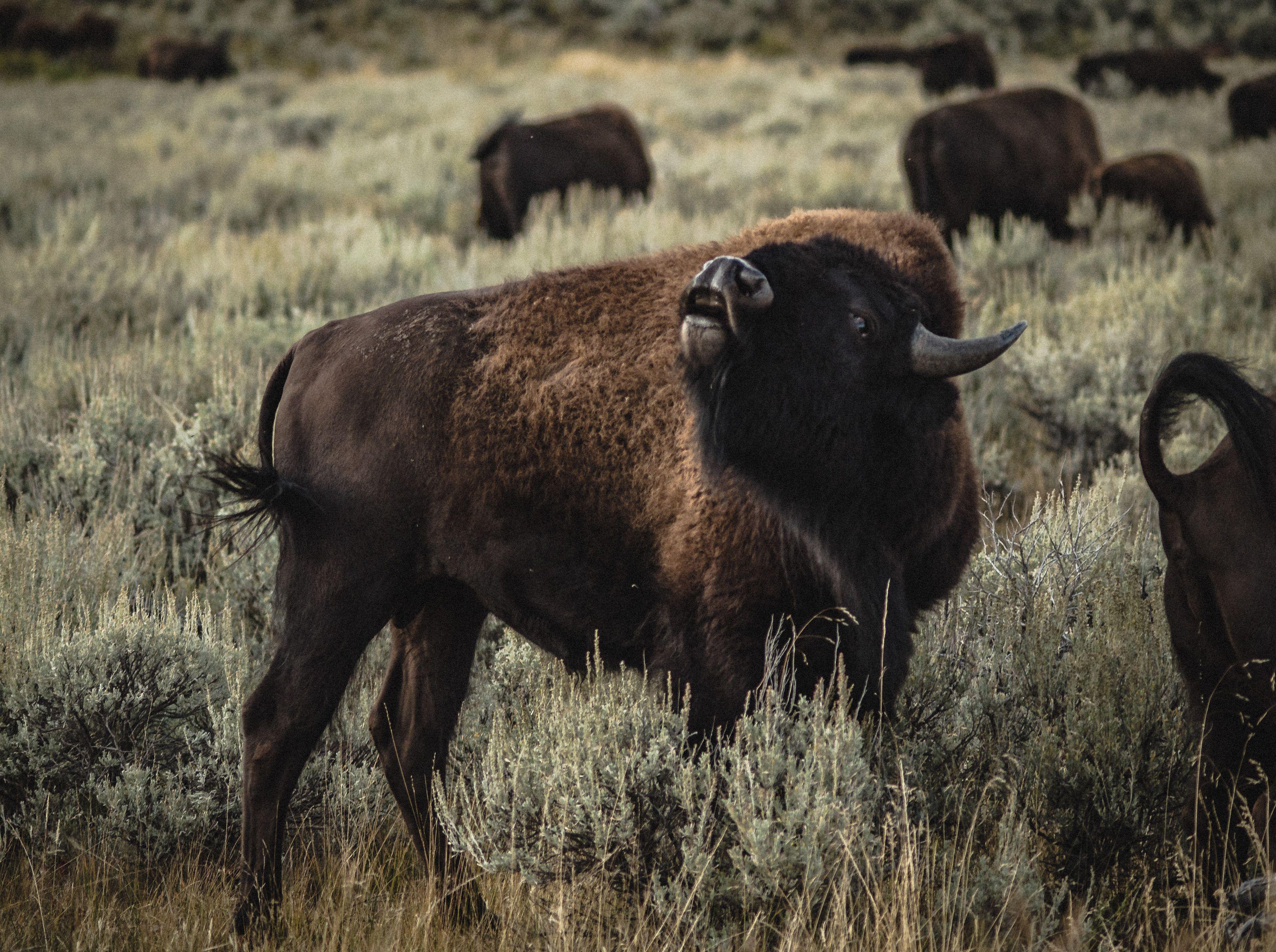 Wild bison grazing in Yellowstone National Park showcasing natural beauty and wildlife.