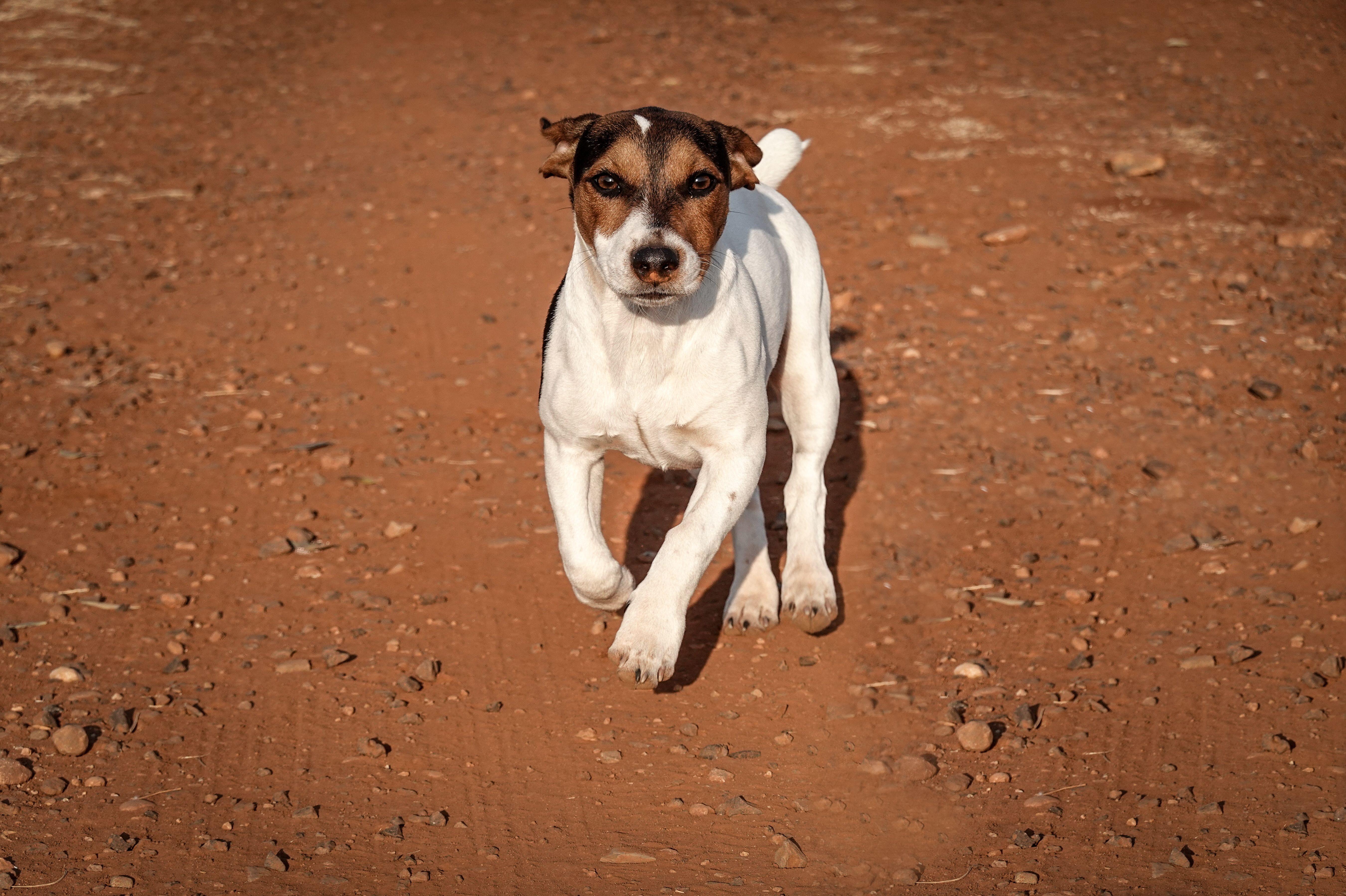A lively Jack Russell Terrier energetically runs on a dirt path, showcasing its spirited nature.