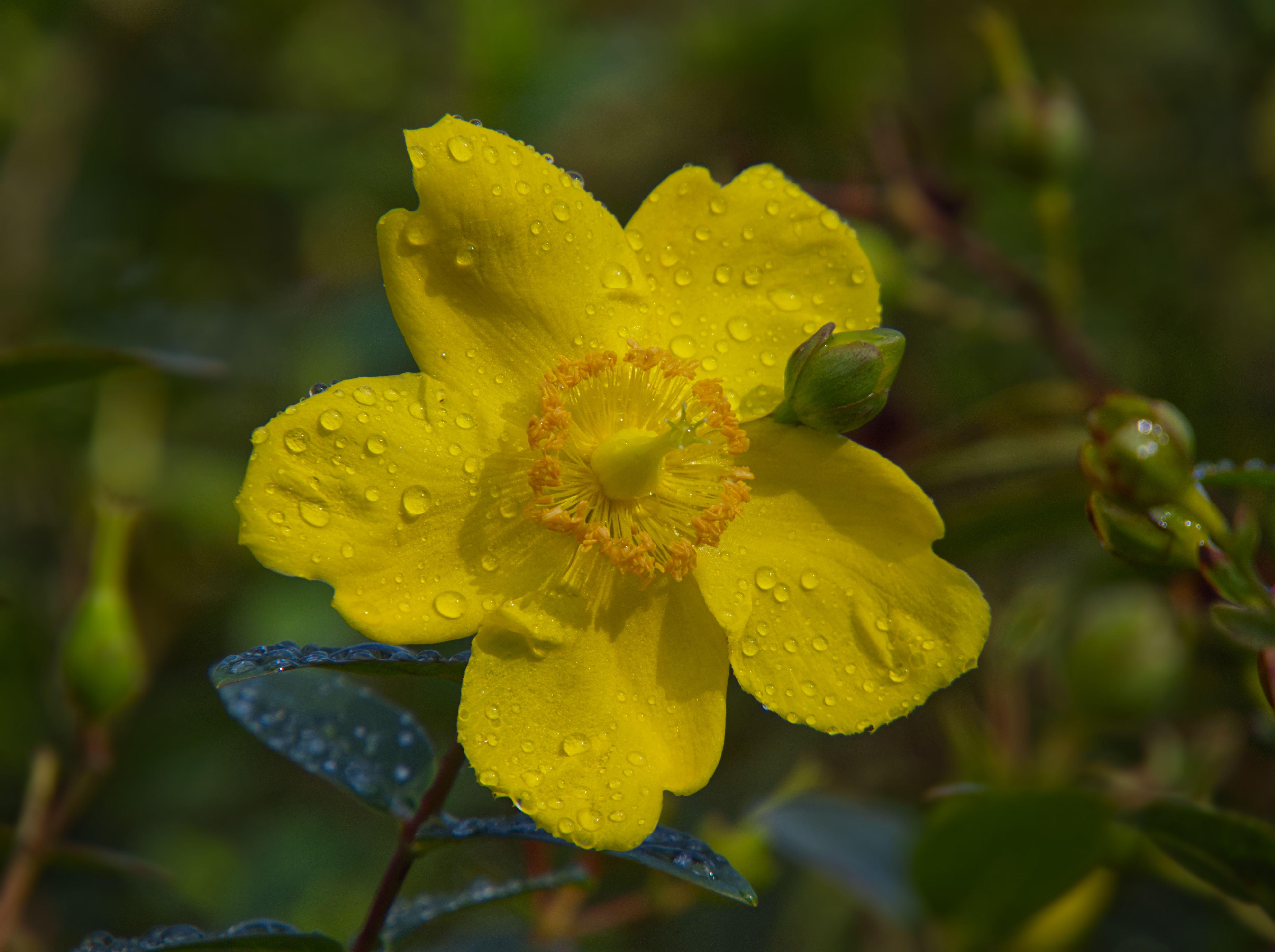 A vibrant yellow flower with dew drops captured in a close-up shot, showcasing nature's beauty.