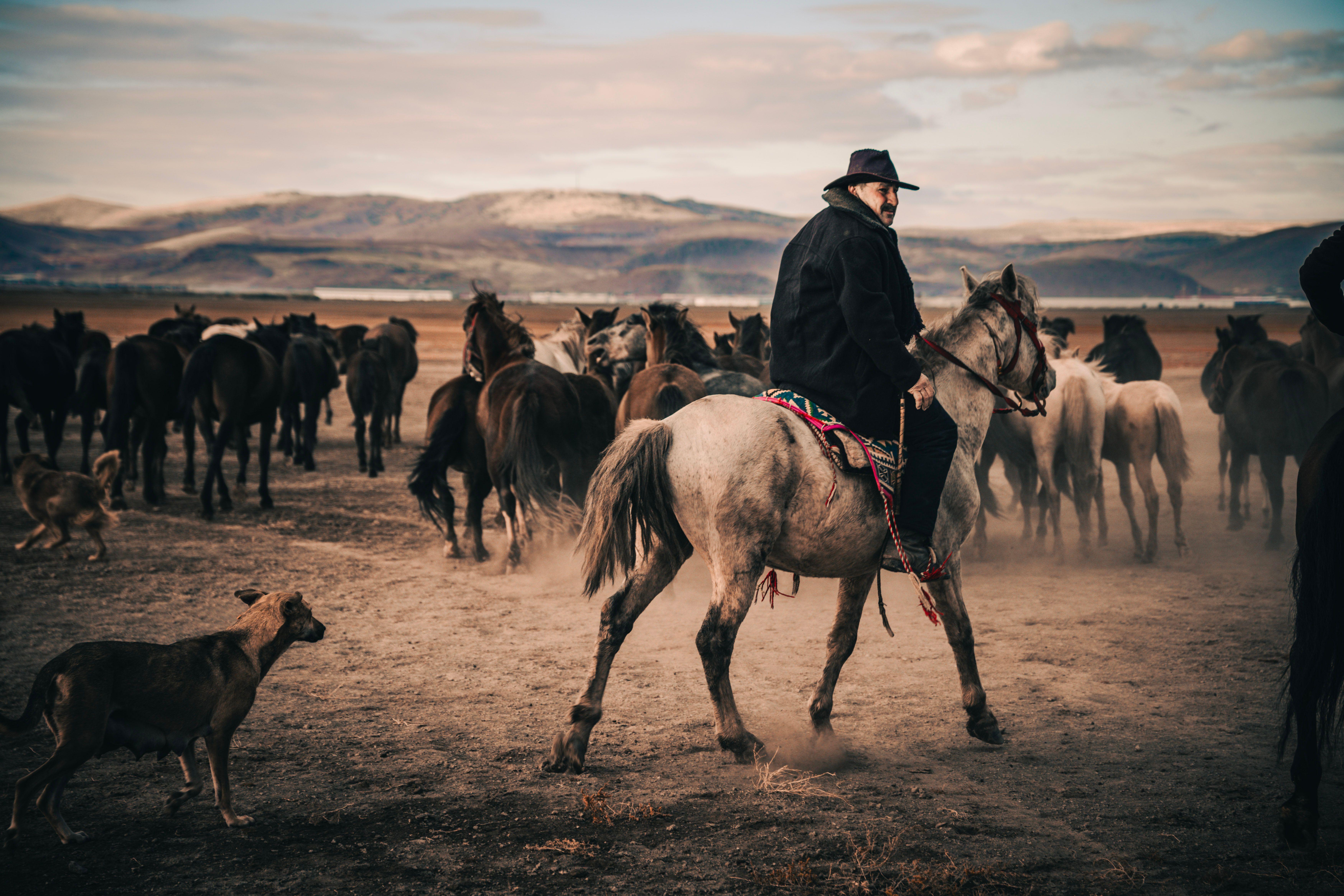 A cowboy rides a horse among a herd in a dusty and scenic landscape.