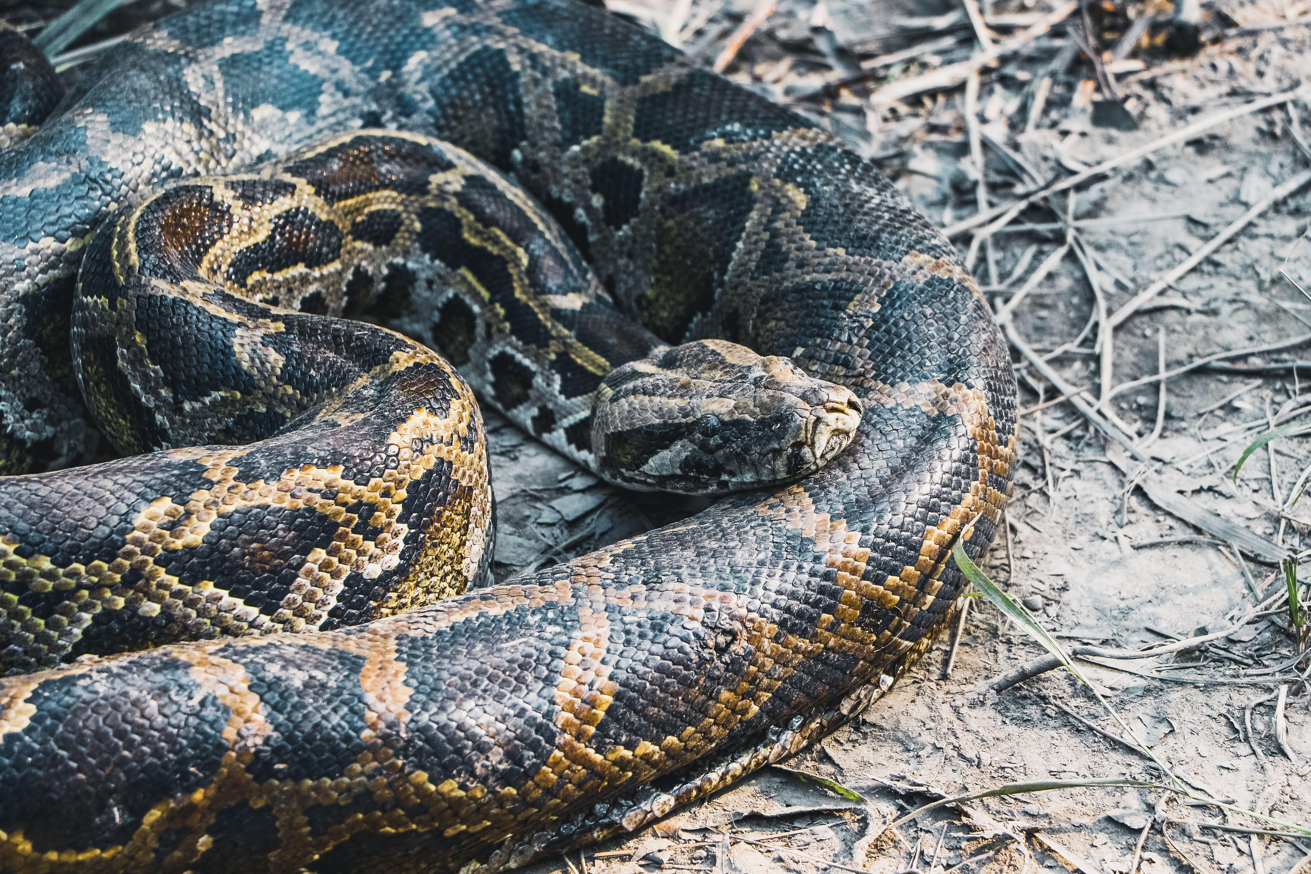 Detailed image of a Burmese python (Python bivittatus) in its natural environment.