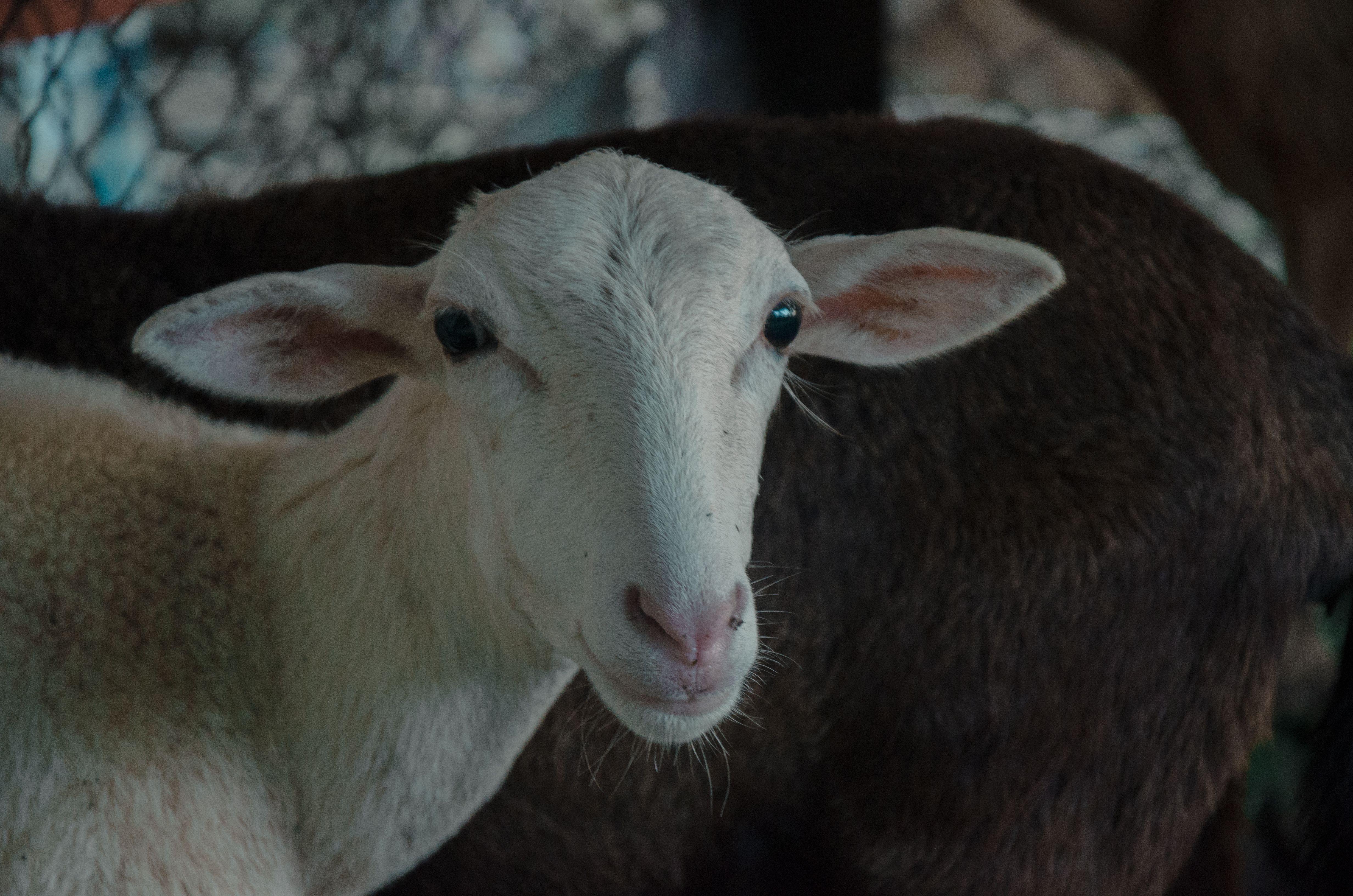 Adorable close-up of a young sheep with expressive eyes in a farm setting.