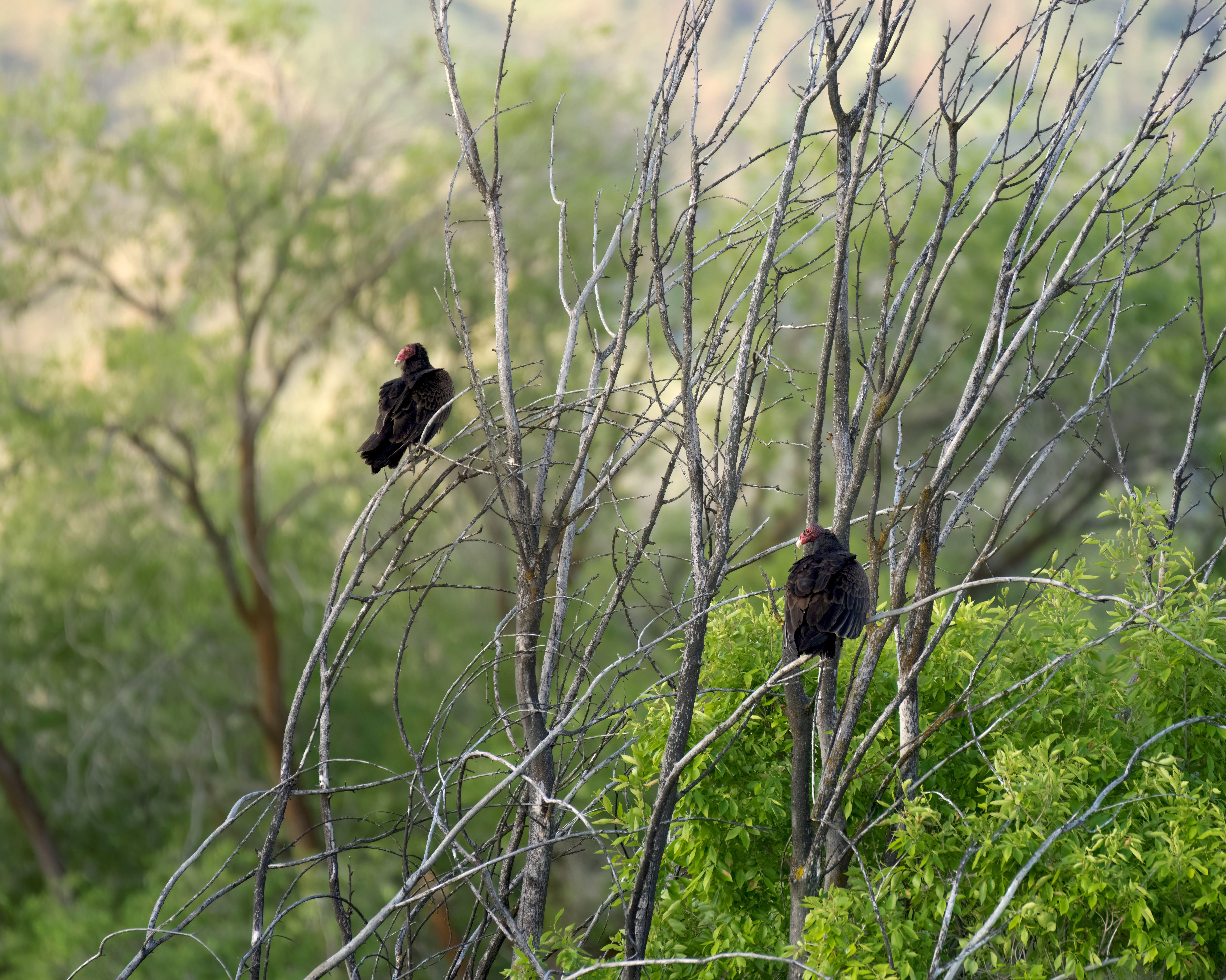 Two turkey vultures resting on tree branches against a forest backdrop in Brewster, WA.