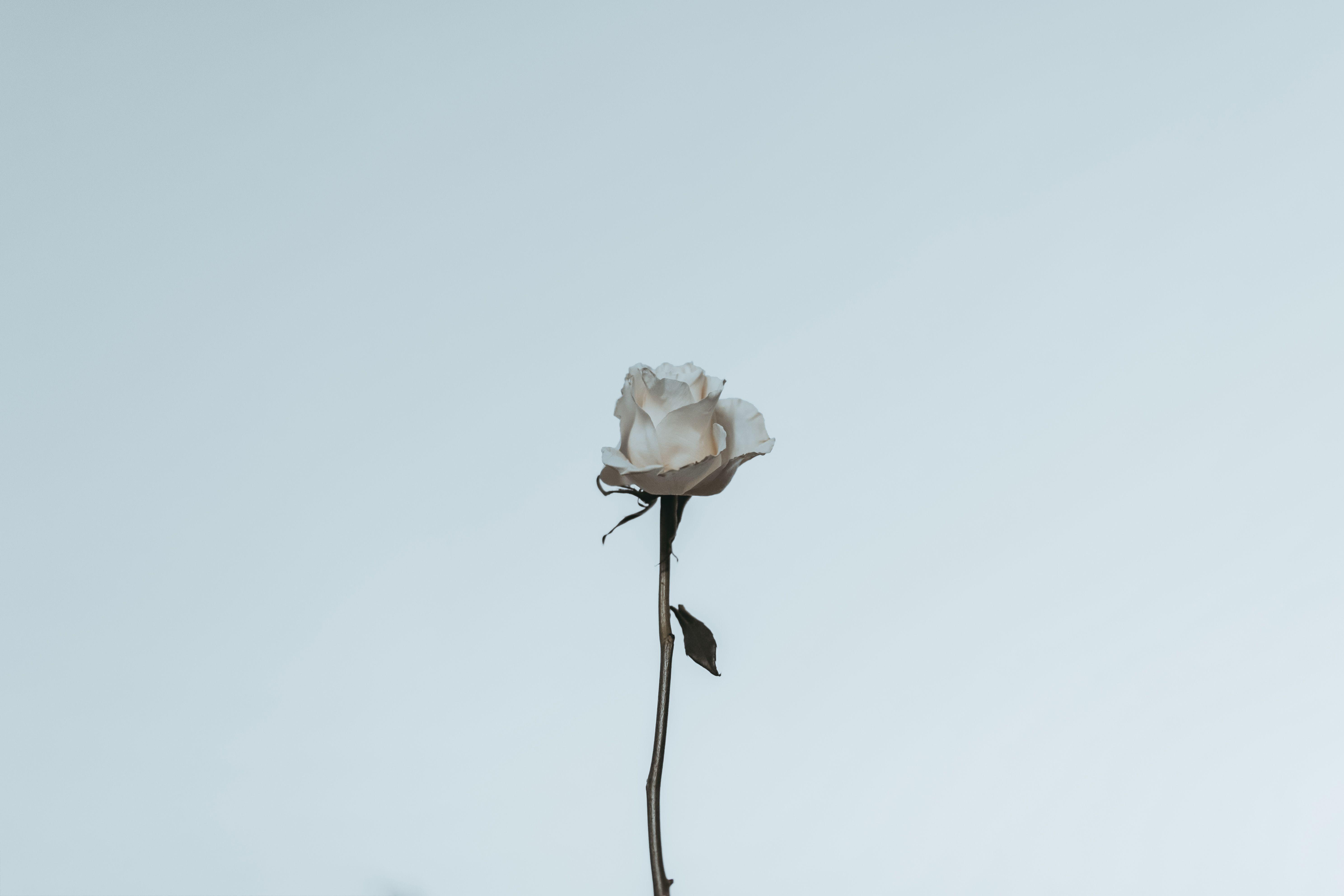 A single white rose with a minimal background, creating an elegant and serene visual.