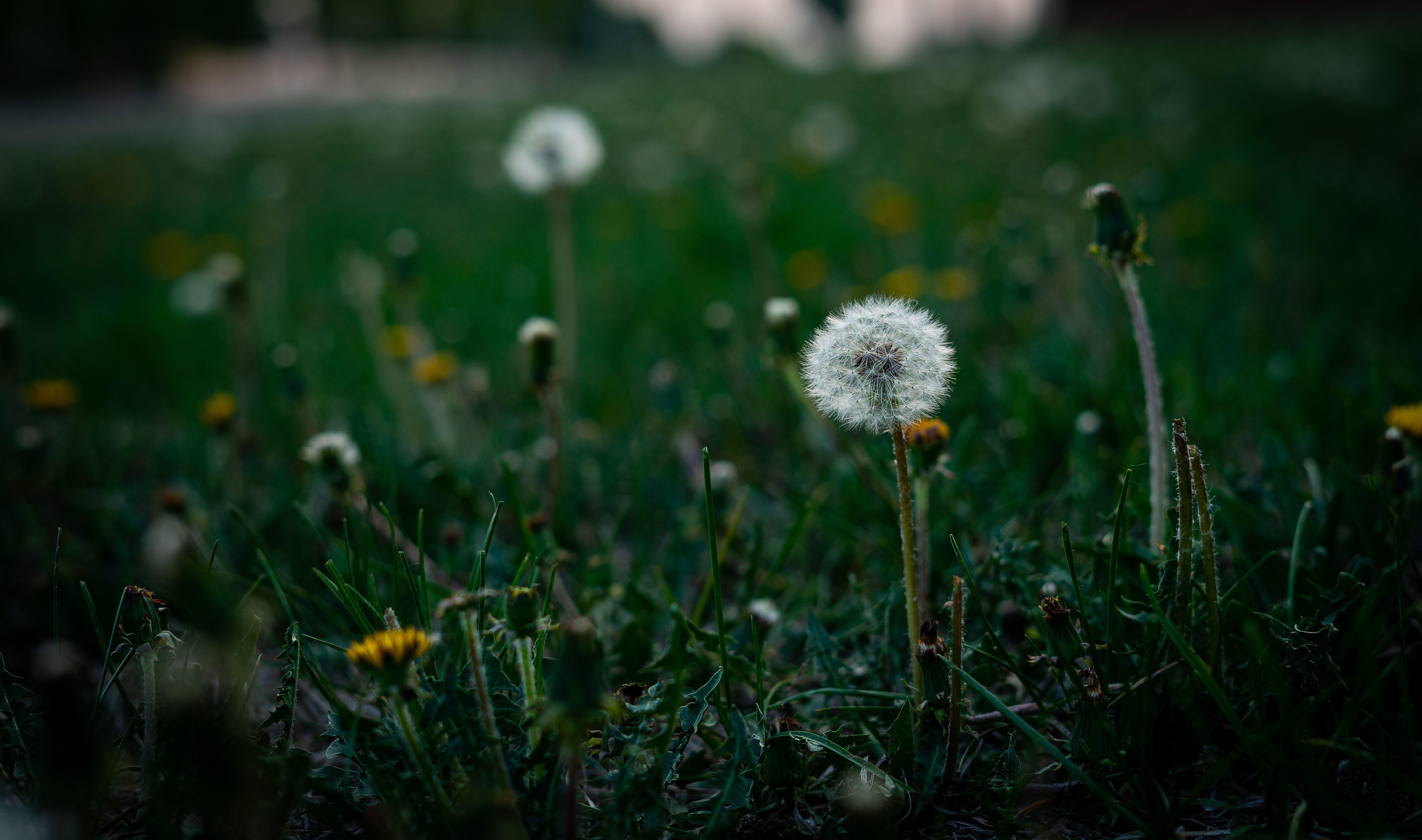 A serene focus on dandelions amidst a lush green grassland, showcasing nature's simplicity.