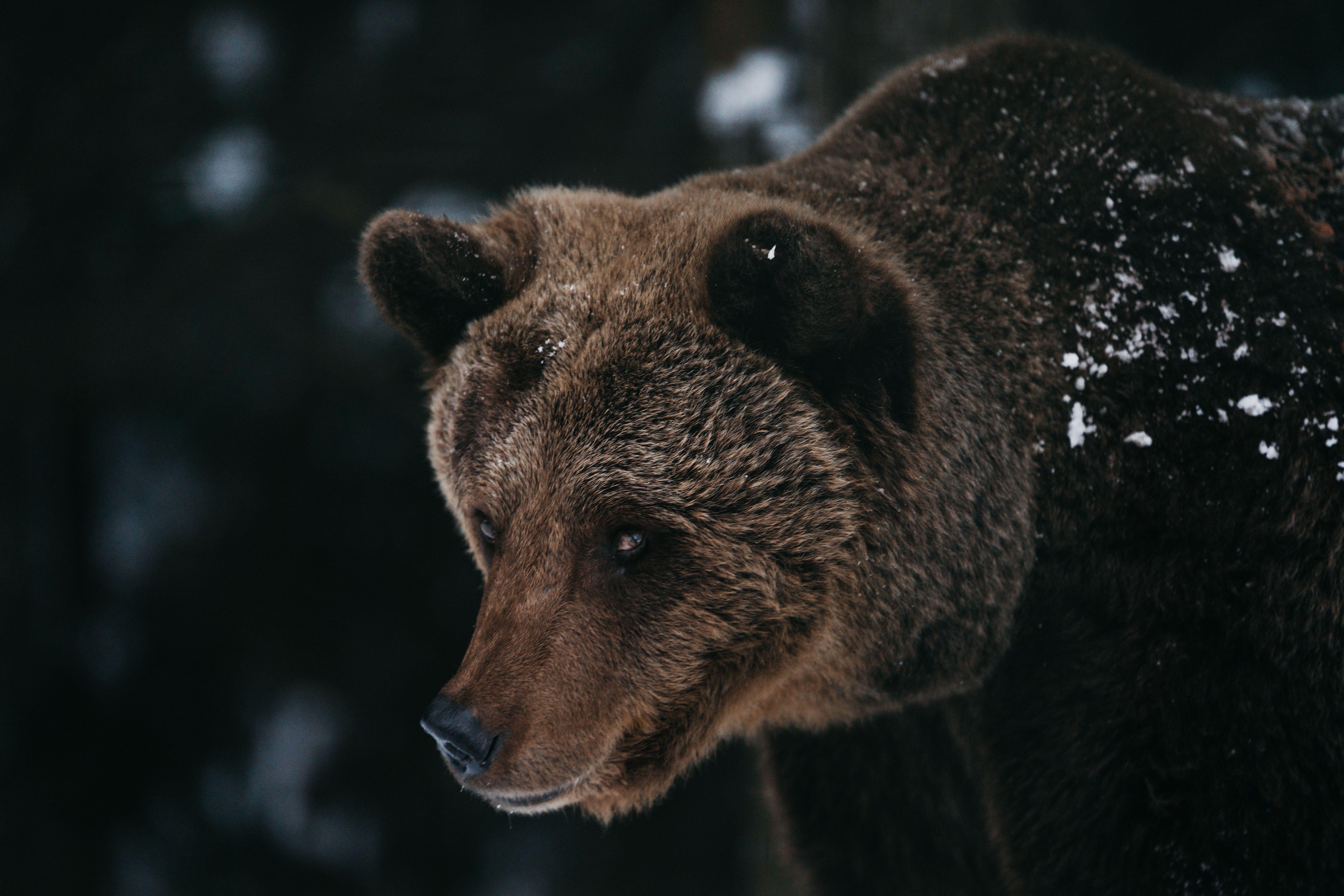 Intense close-up of grizzly bear with snowy fur showcasing its natural habitat.