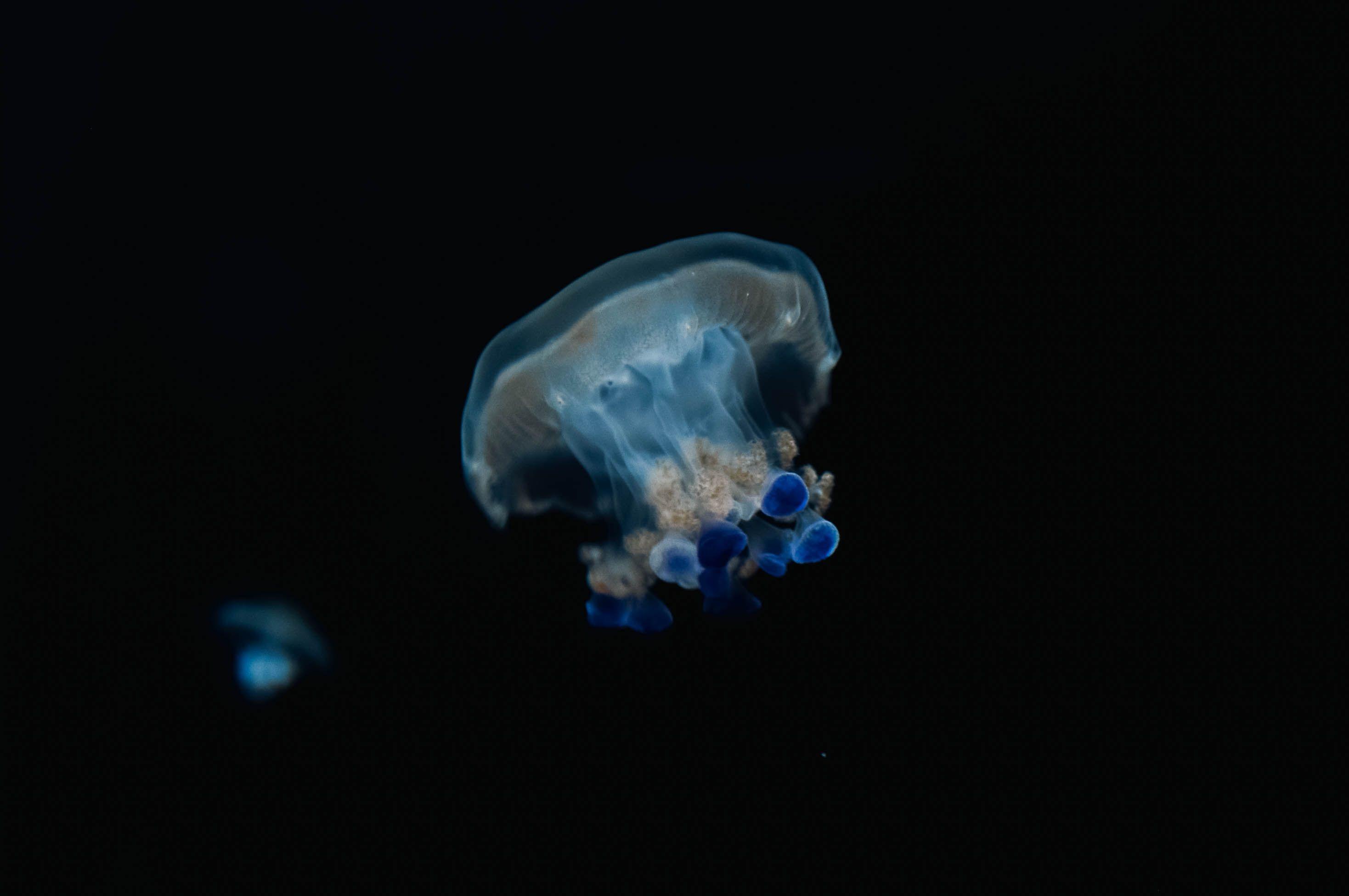 A mesmerizing close-up shot of a jellyfish captured underwater, showcasing its vivid blue hues against a dark background.