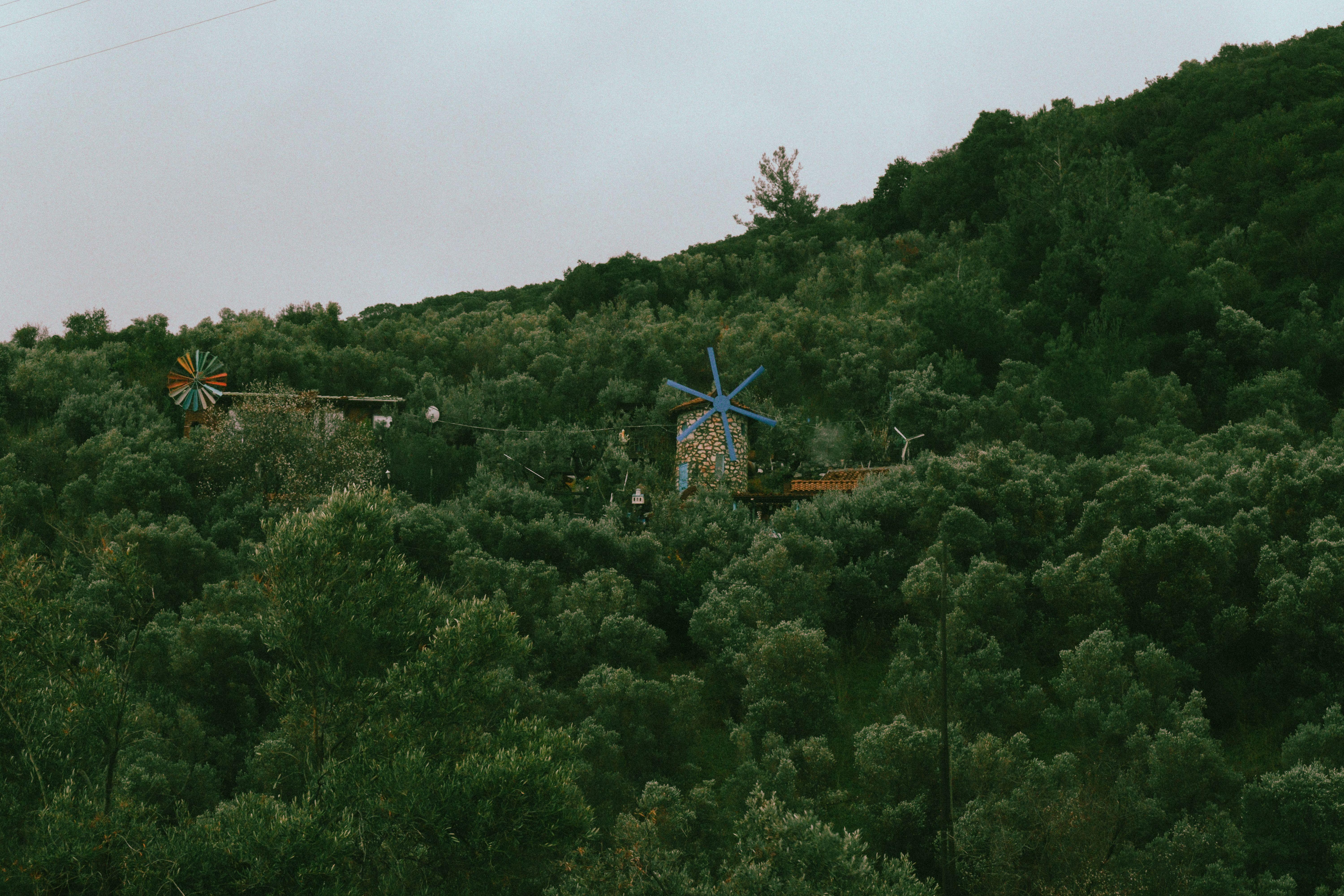 A tranquil view of windmills nestled in a verdant forest, capturing nature's beauty.
