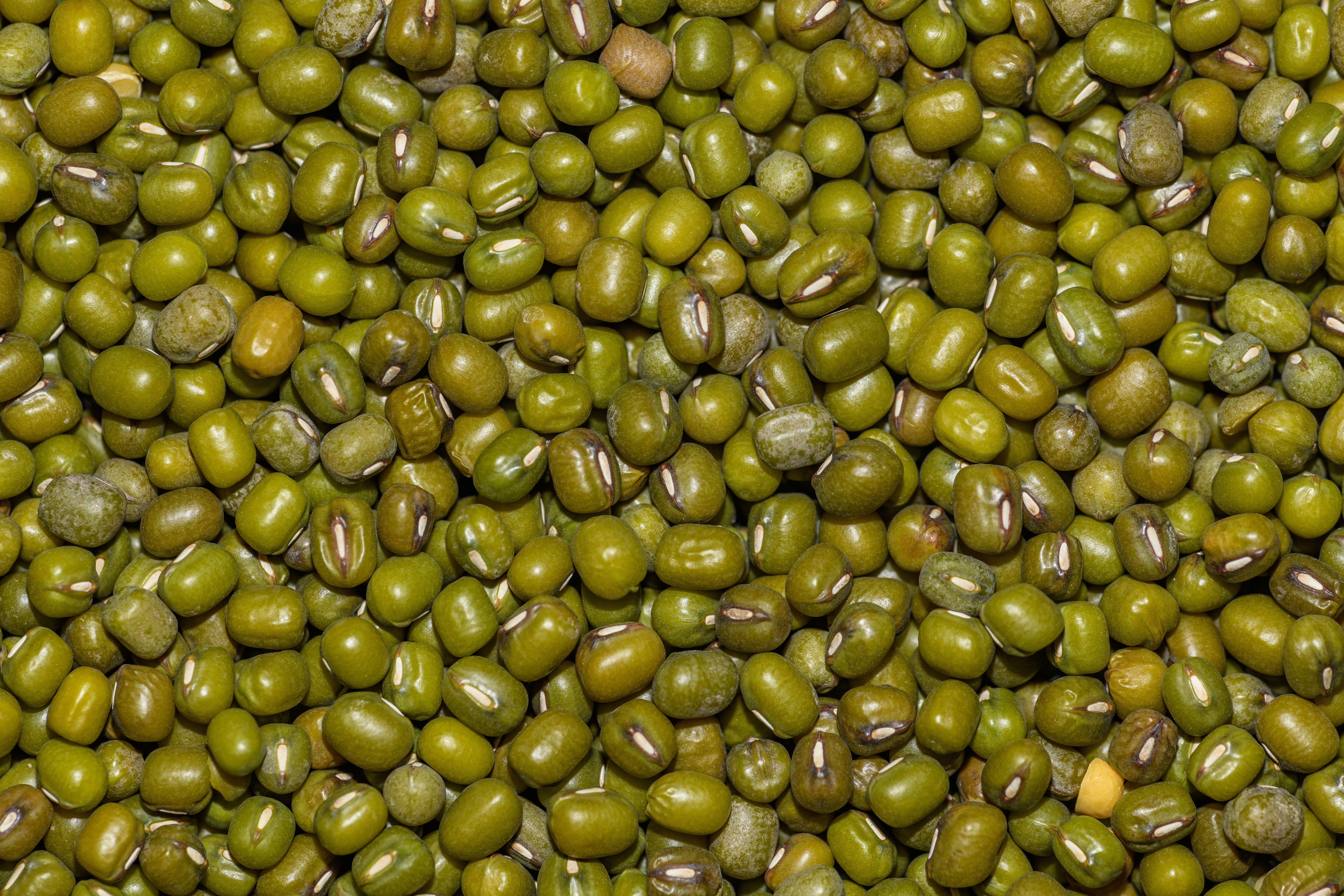 Detailed close-up image of green mung beans arranged in a pattern, perfect for food backgrounds.