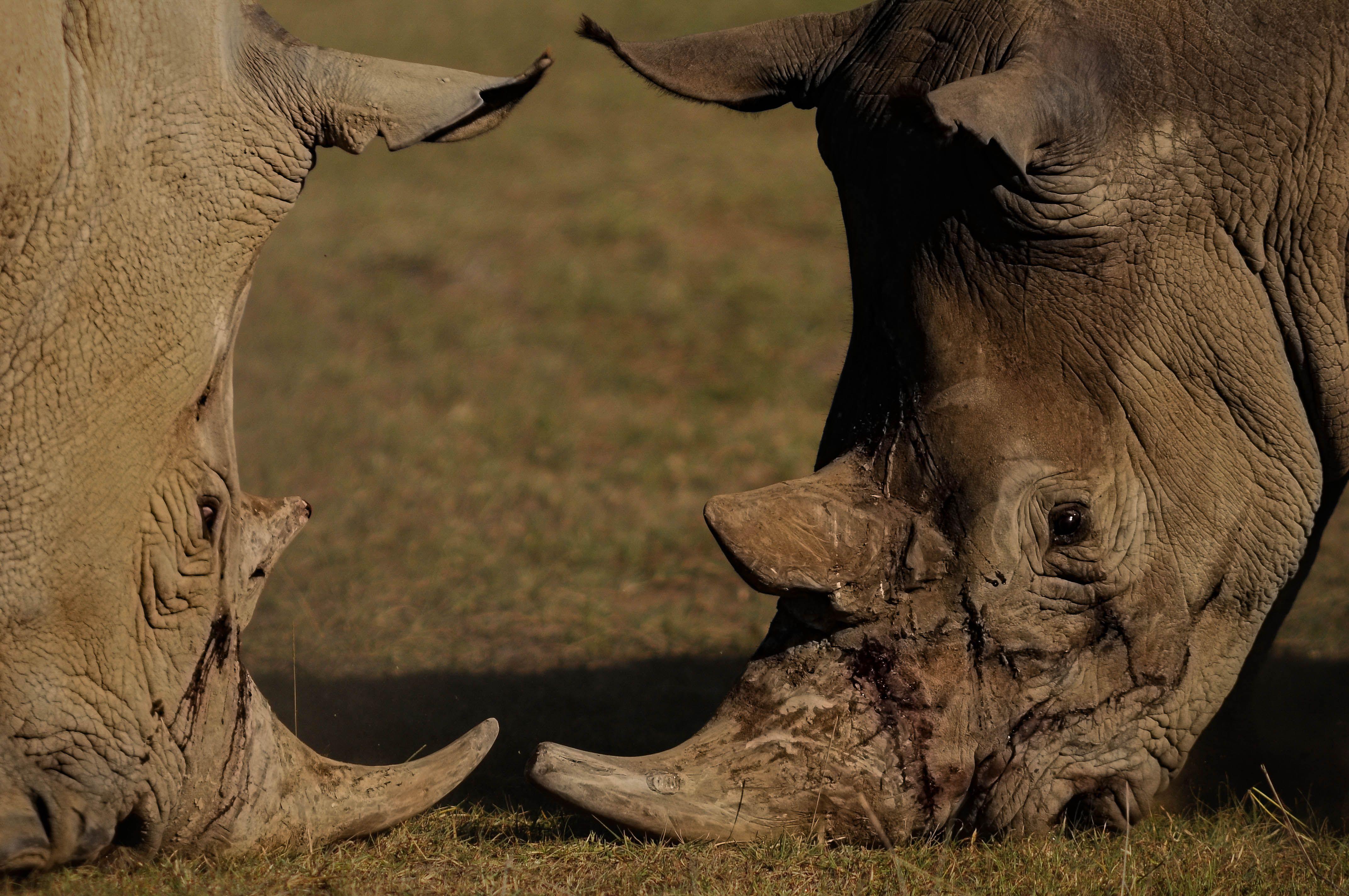 Intense face-off between two rhinoceroses in a safari setting. Wildlife photography.
