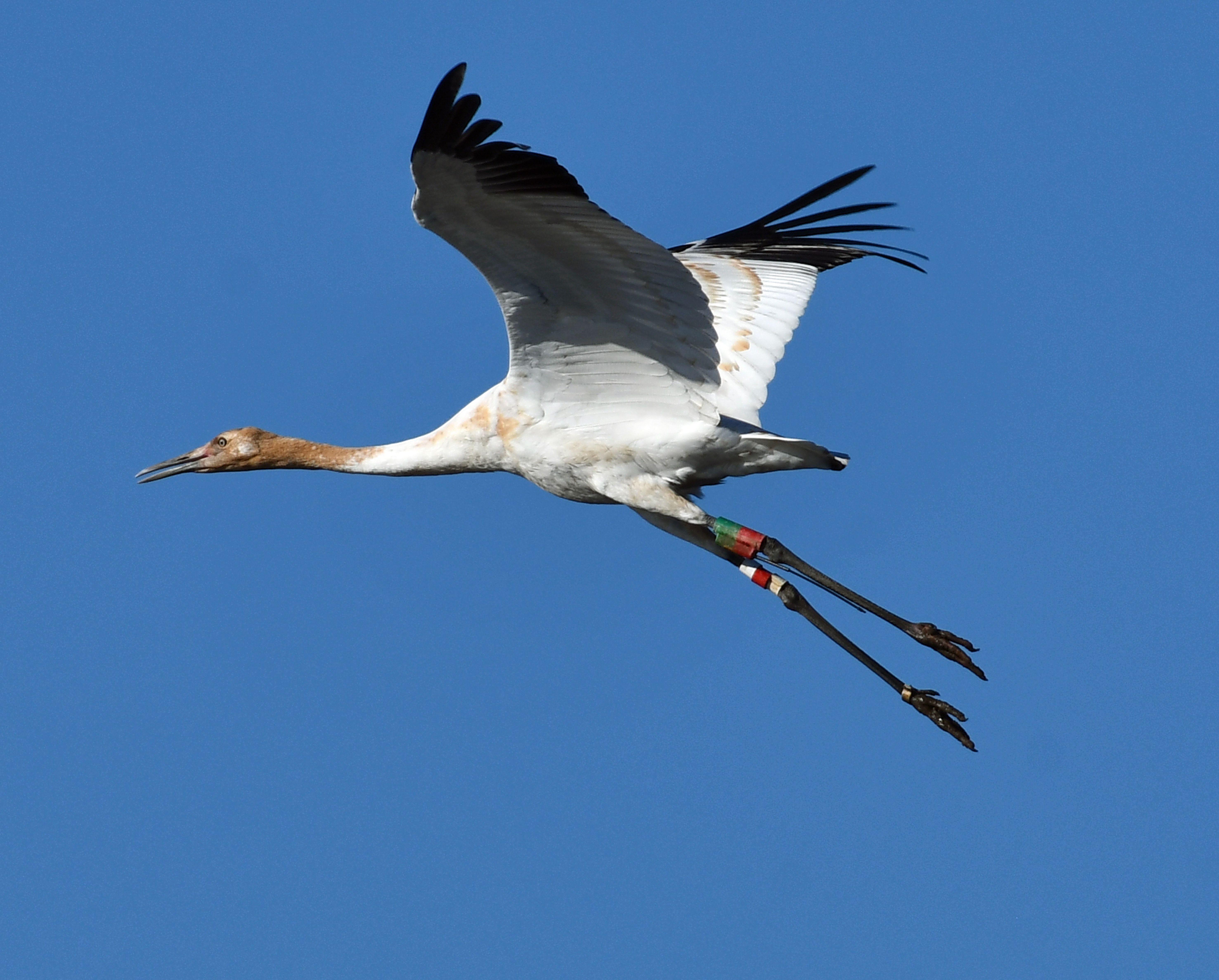 A whooping crane gracefully soars in the clear blue sky over Decatur, Alabama.