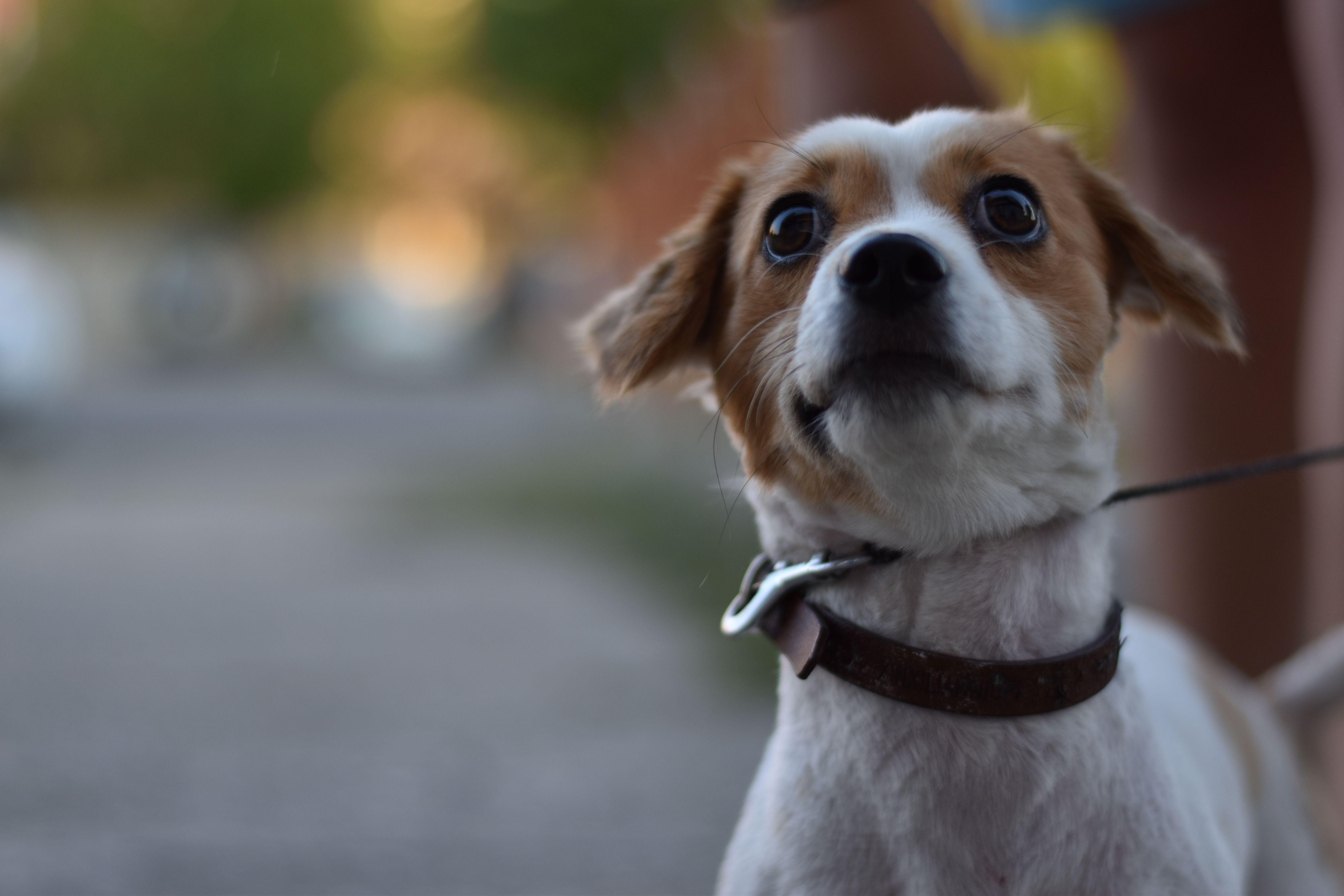 Close-up image of a Jack Russell Terrier dog looking surprised outdoors with a leash.