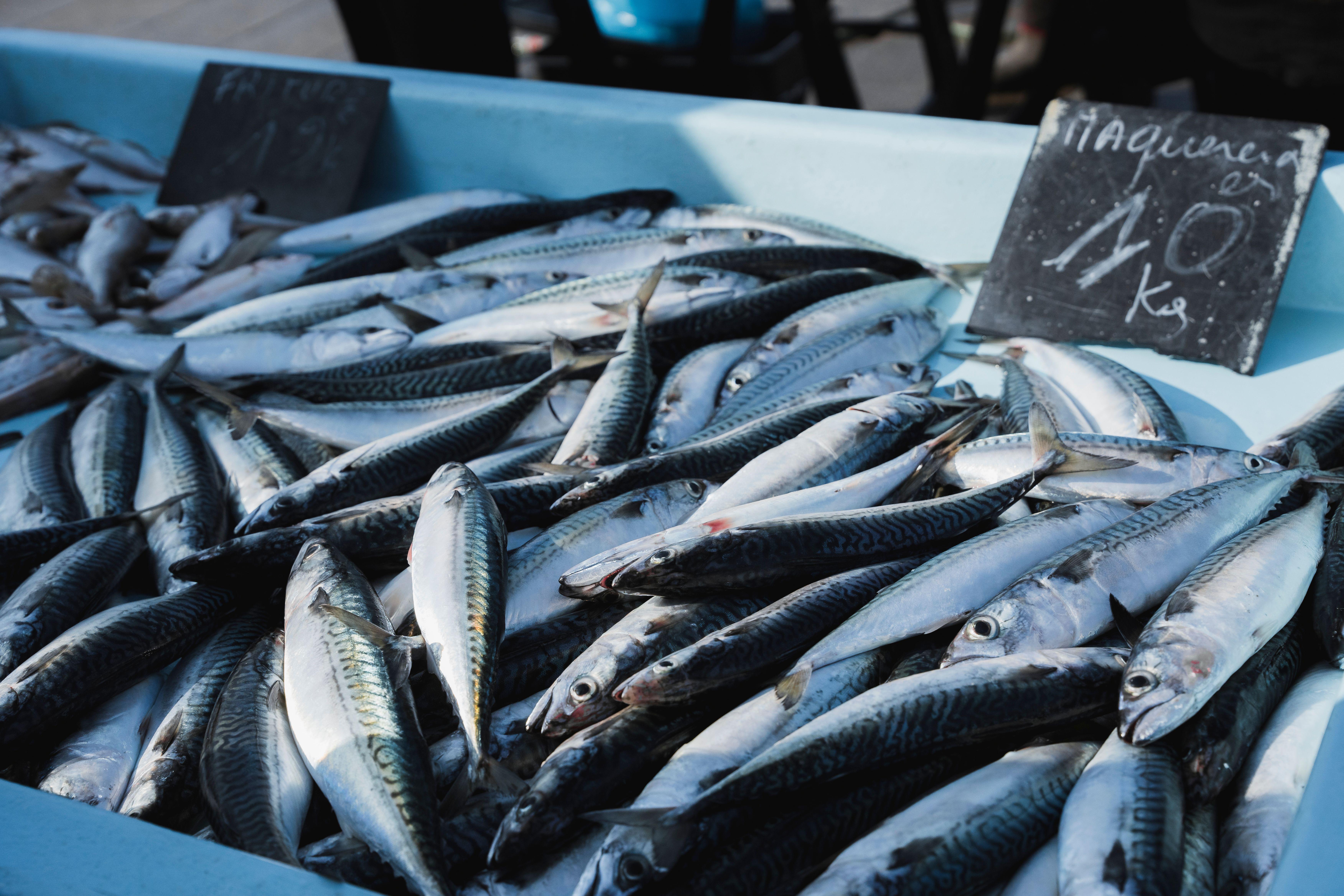 A variety of fresh mackerel on display at an open-air market. Perfect for culinary and fish cuisine themes.