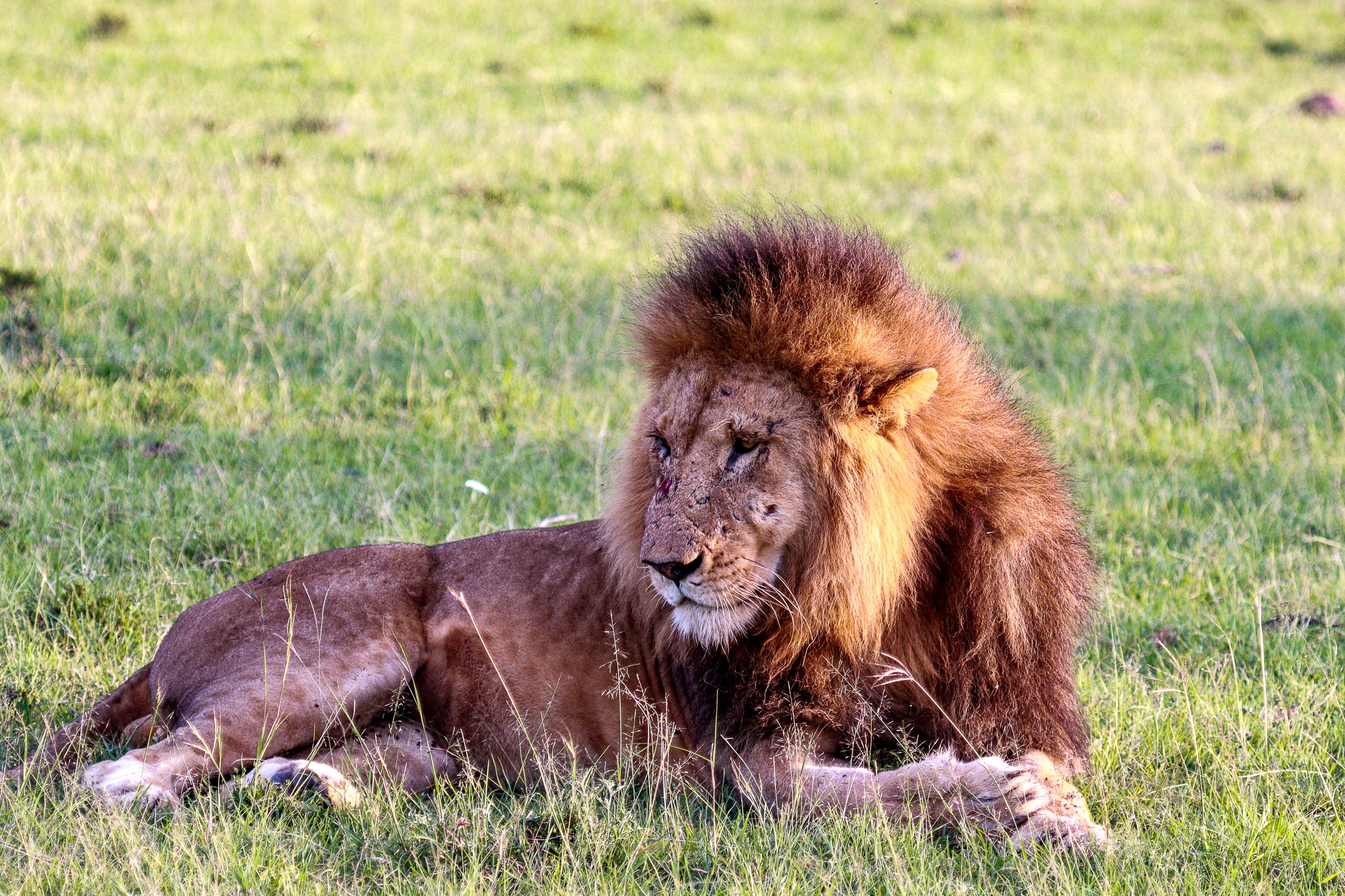 A majestic lion resting peacefully on the vibrant green grass of a safari landscape.