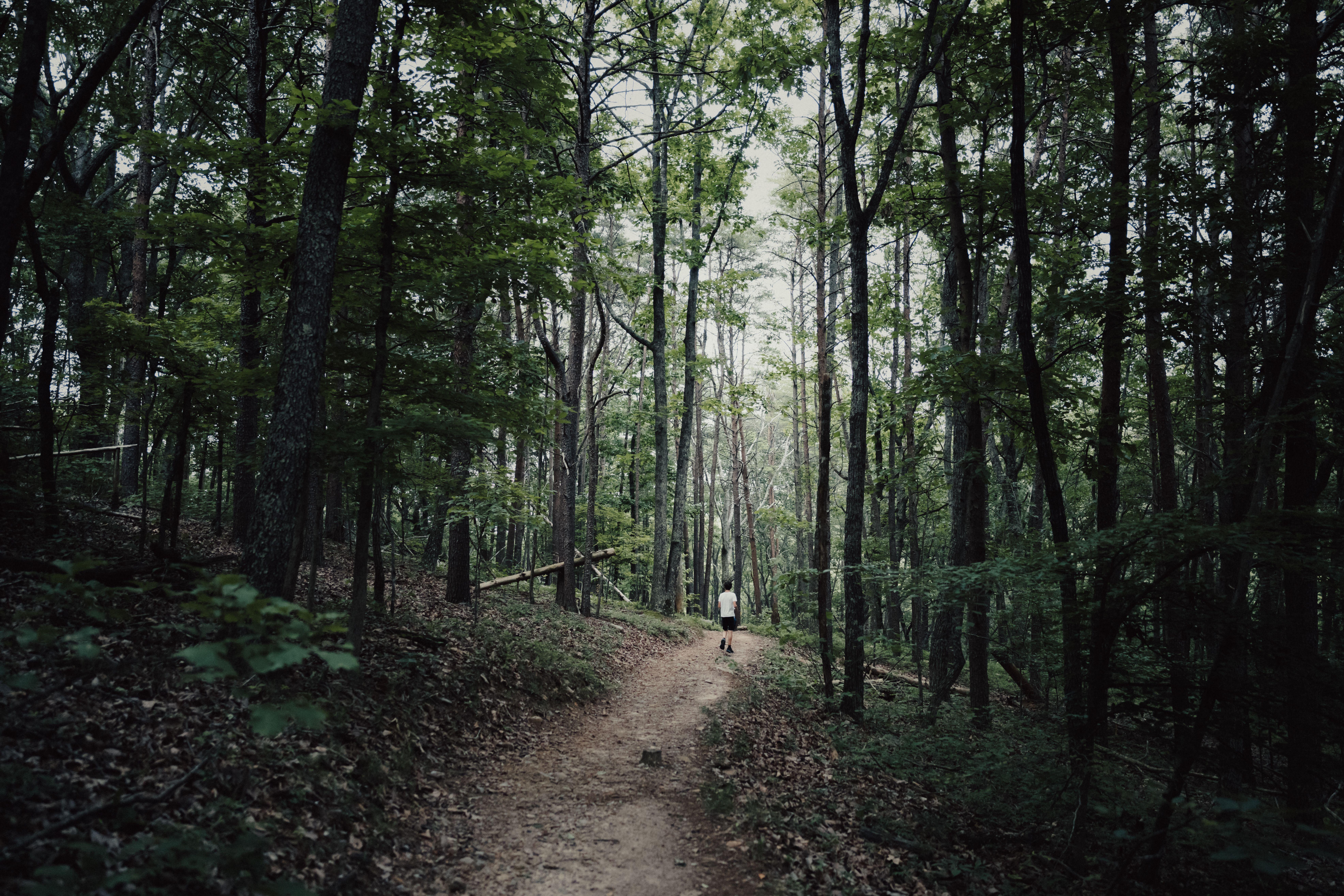 Explore the tranquil forest path in Suches, GA, surrounded by lush greenery and towering trees.