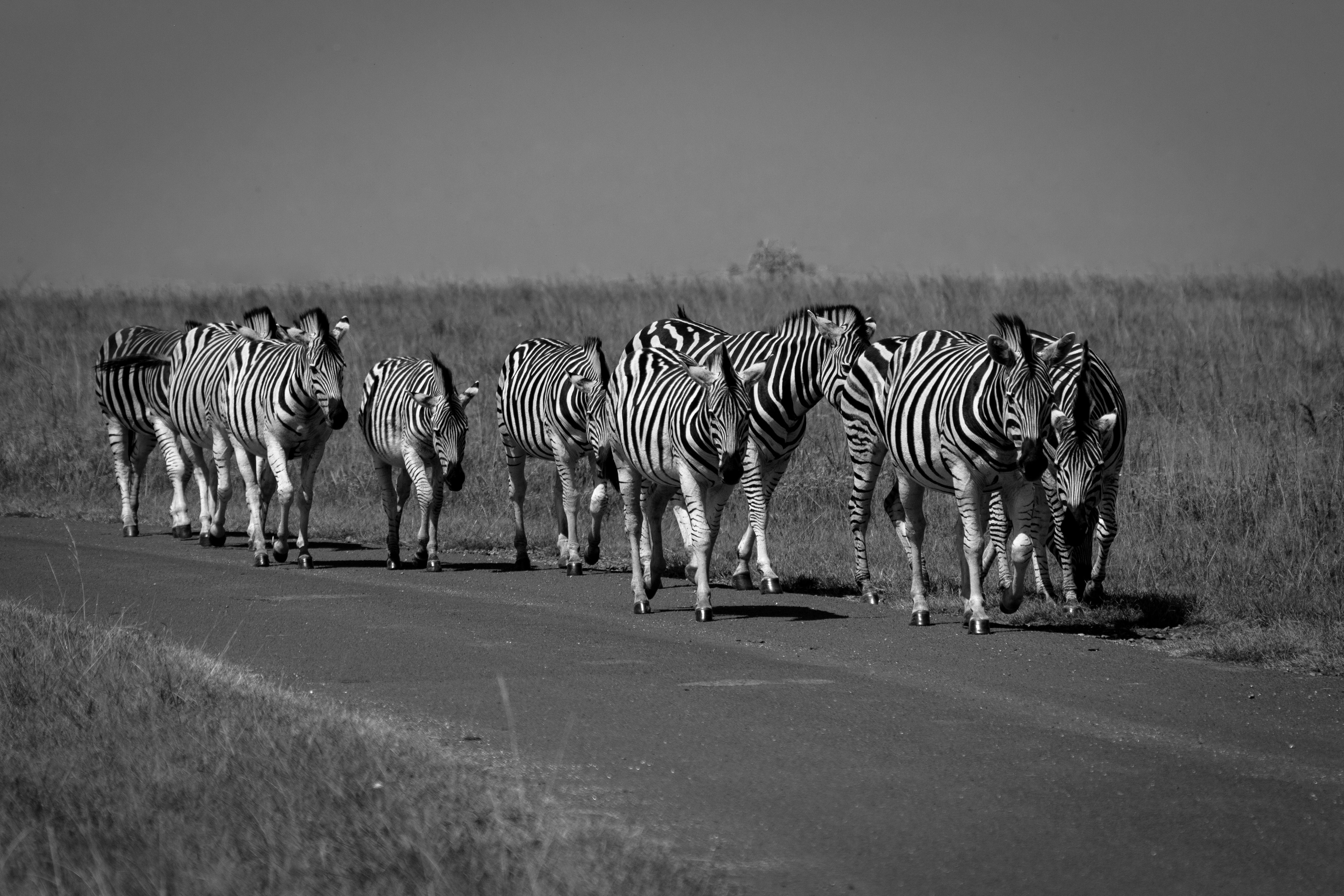 A group of zebras walking along a road in the savanna, captured in black and white.