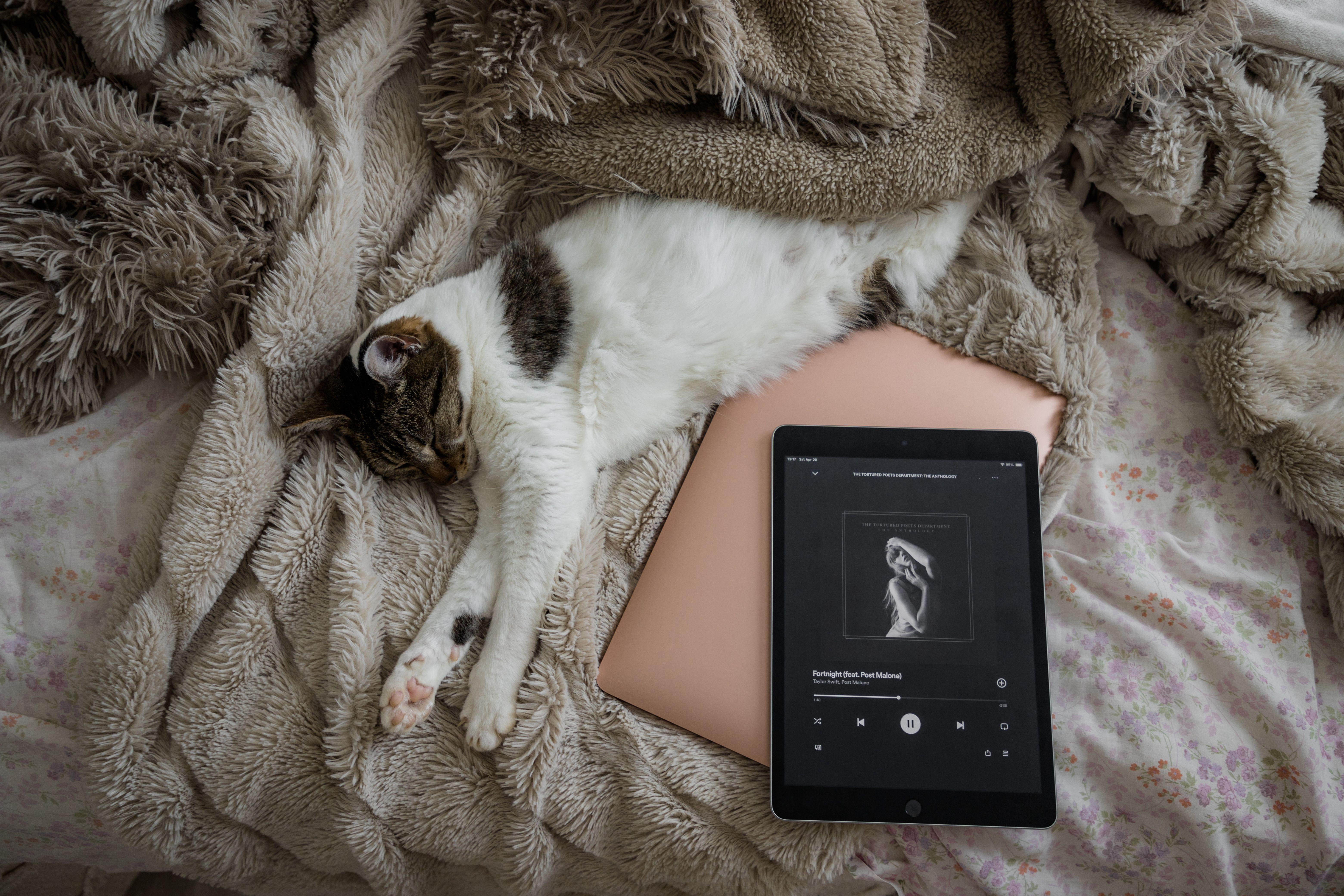 A tabby cat sleeps on a bed next to a tablet playing music, creating a cozy and relaxed atmosphere.