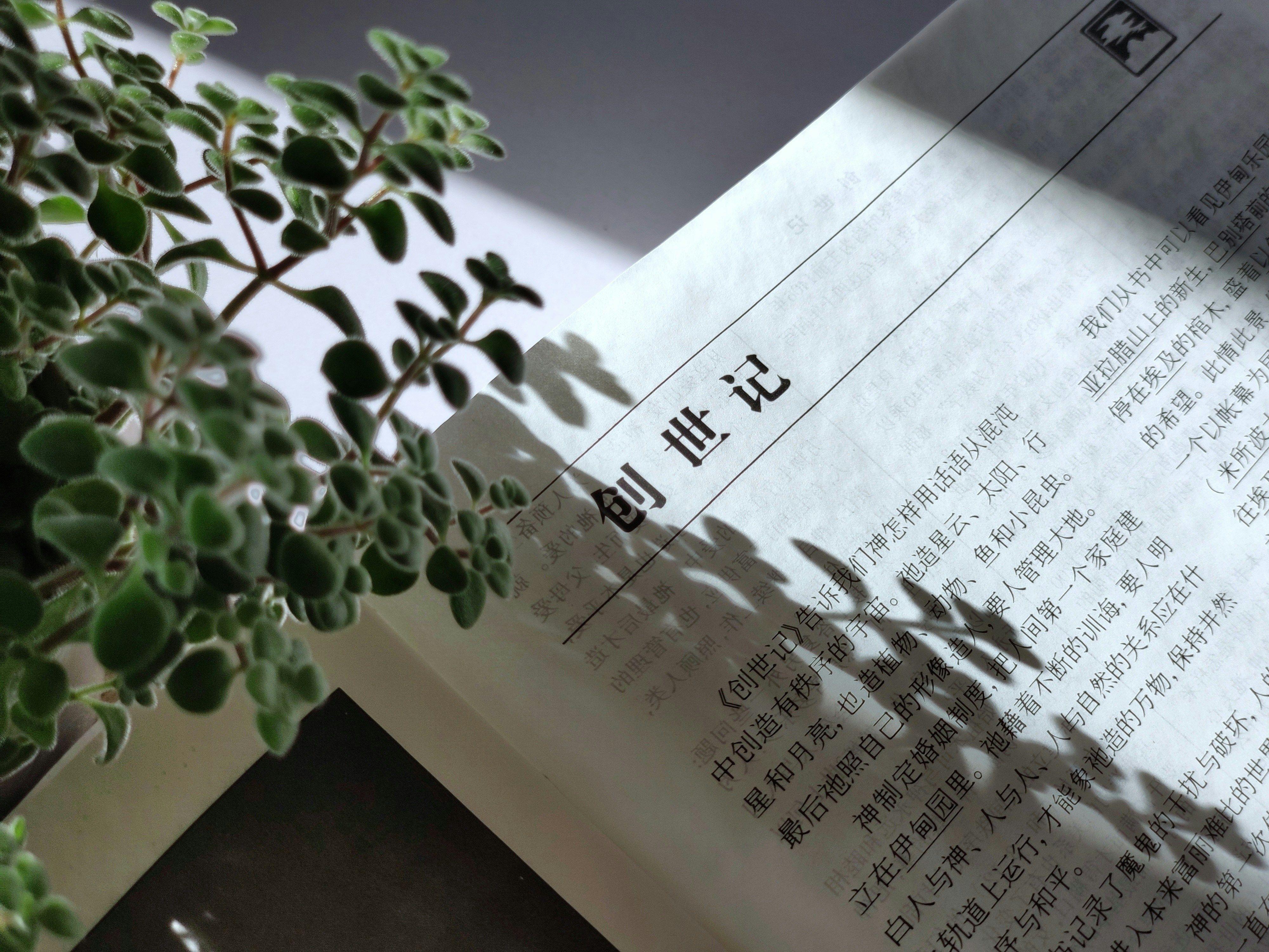 Close-up of a Chinese Bible page partially covered by a plant shadow.