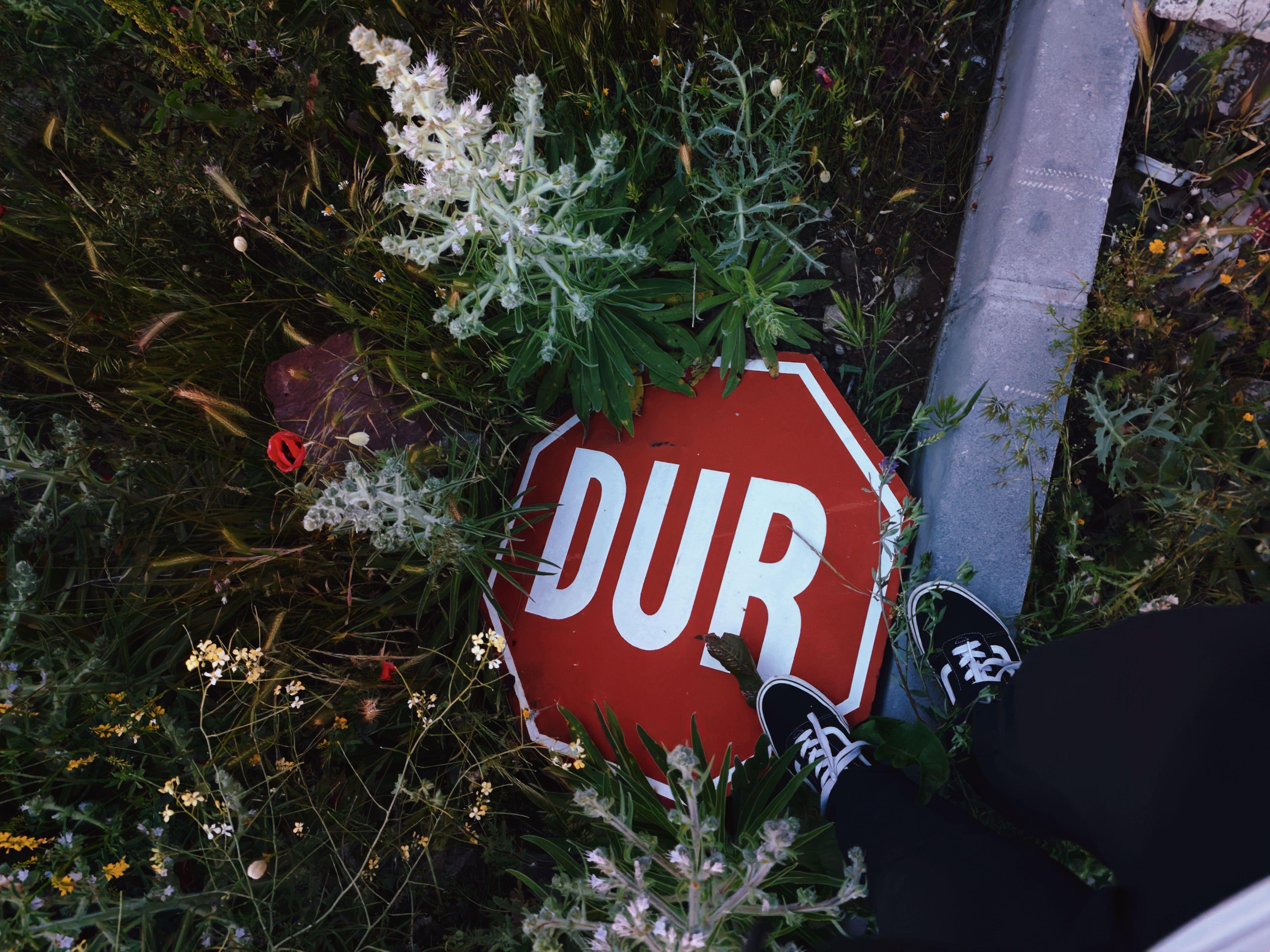 A fallen stop sign partially covered by lush greenery and wildflowers on a roadside.