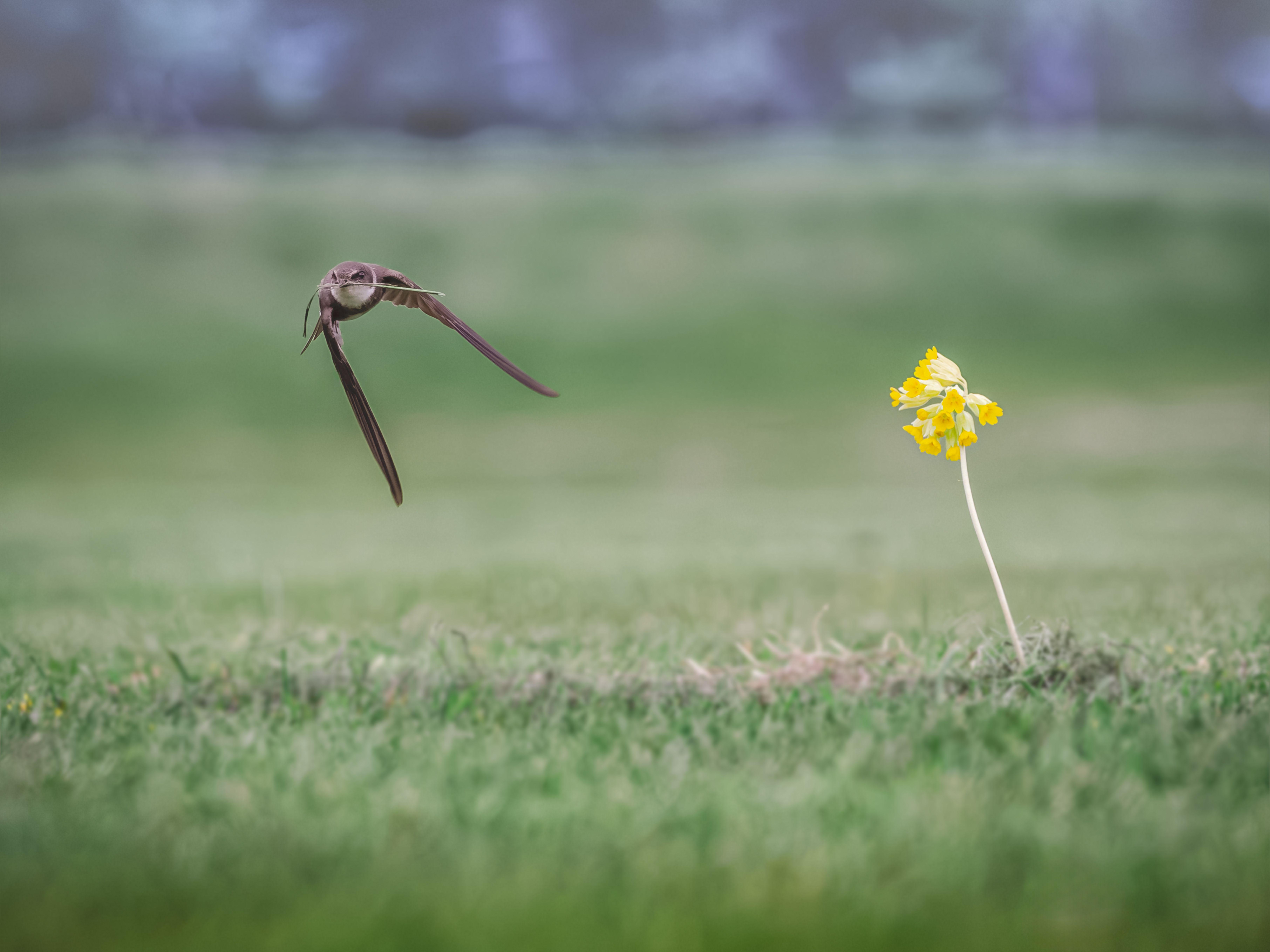 Swift bird in flight over a green lawn with a yellow flower, showcasing grace and speed.