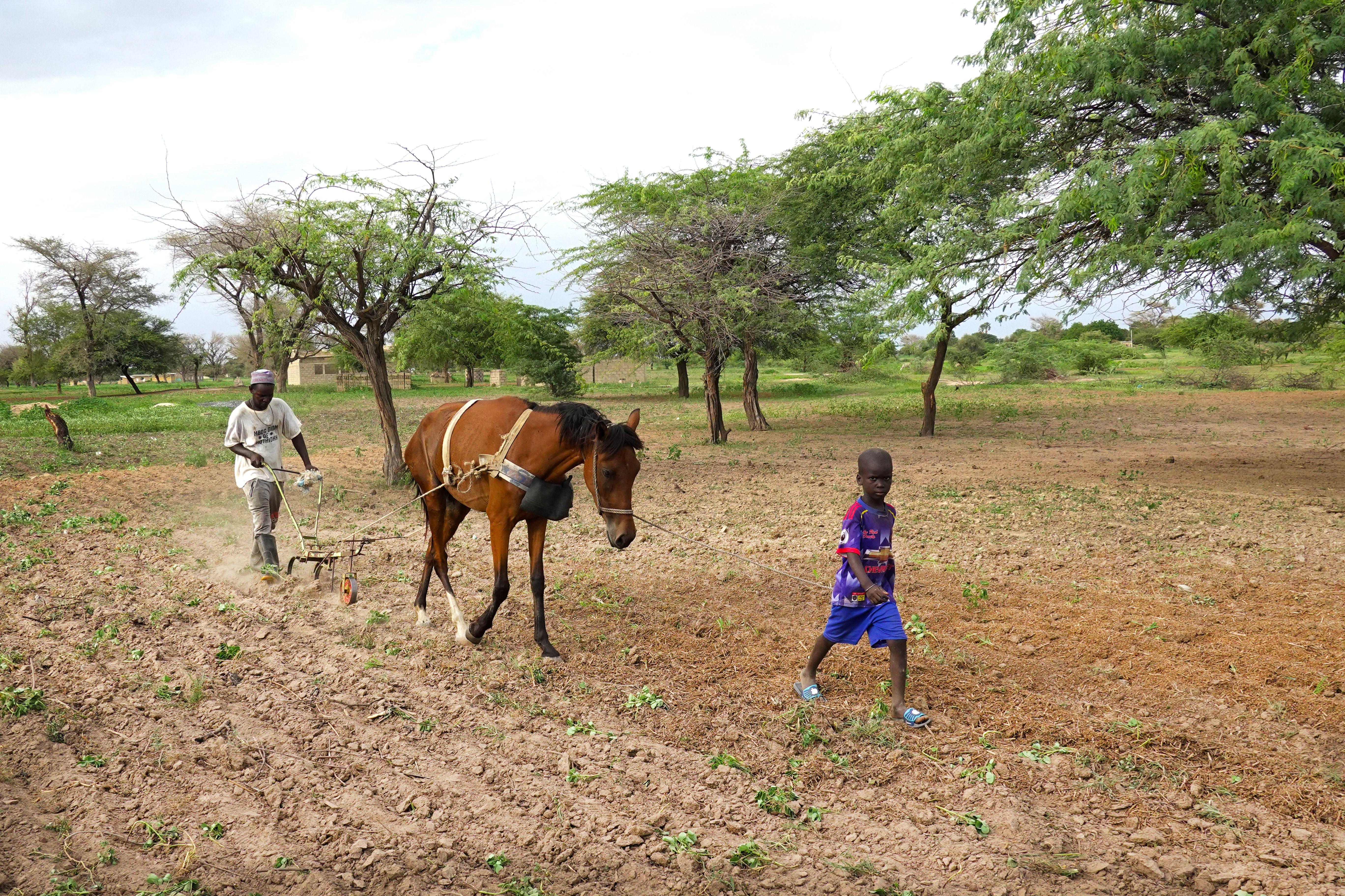 A farmer and child working in a rural field with a horse-drawn plow in Kaolack, Senegal.