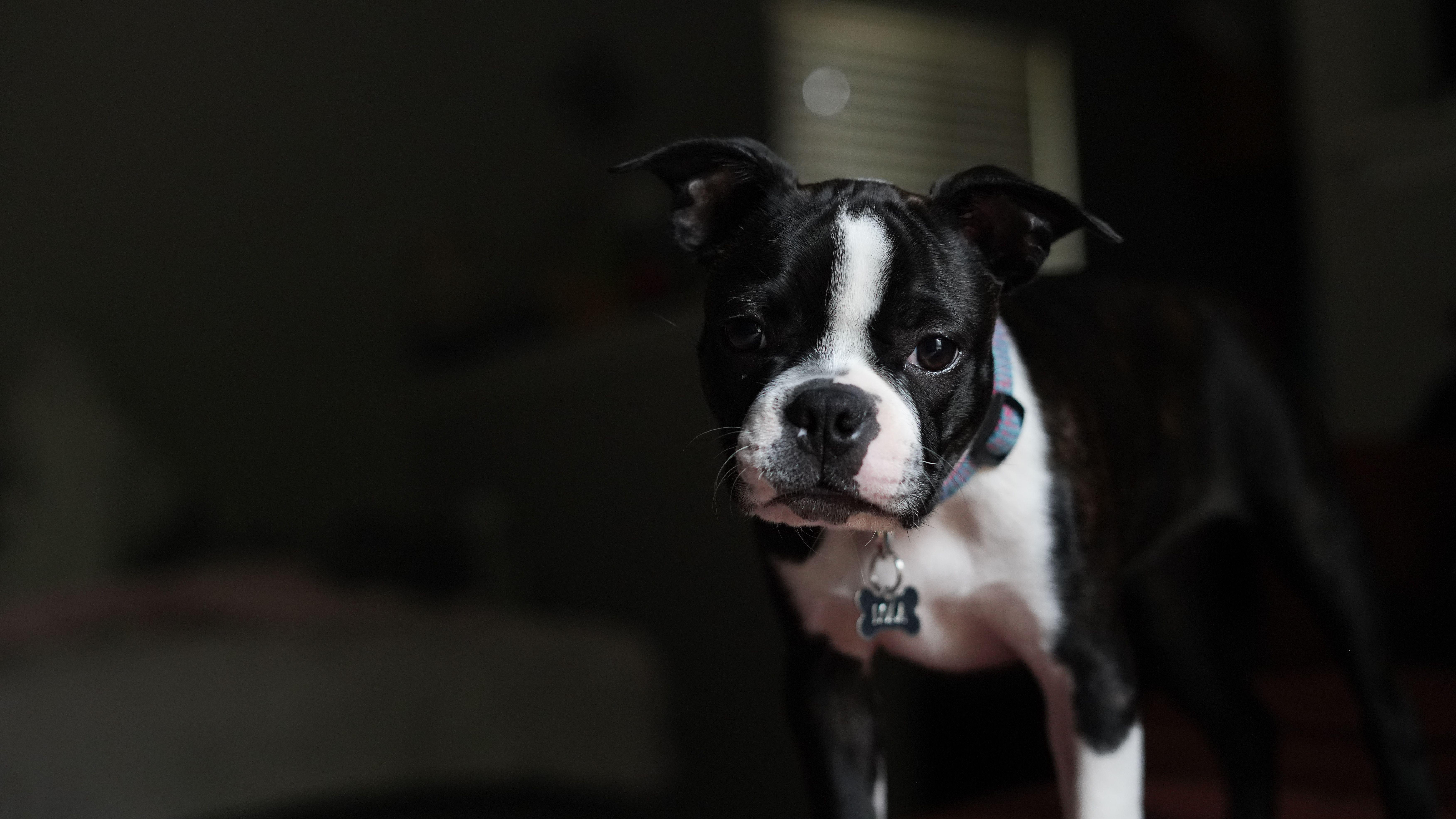 A Boston Terrier dog staring attentively indoors with a dark background.