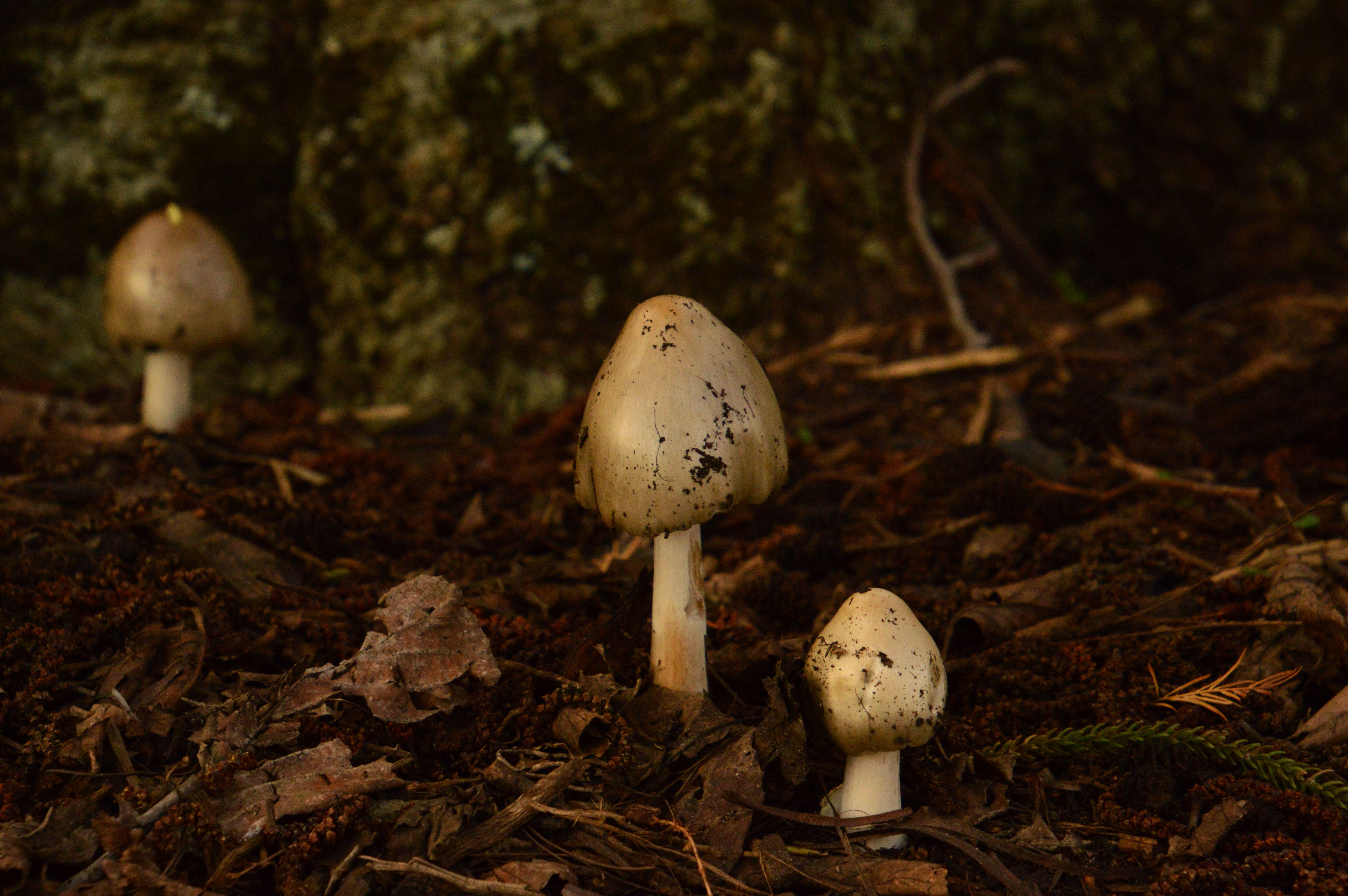 Close-up of mushrooms growing on forest floor surrounded by fallen leaves and twigs.
