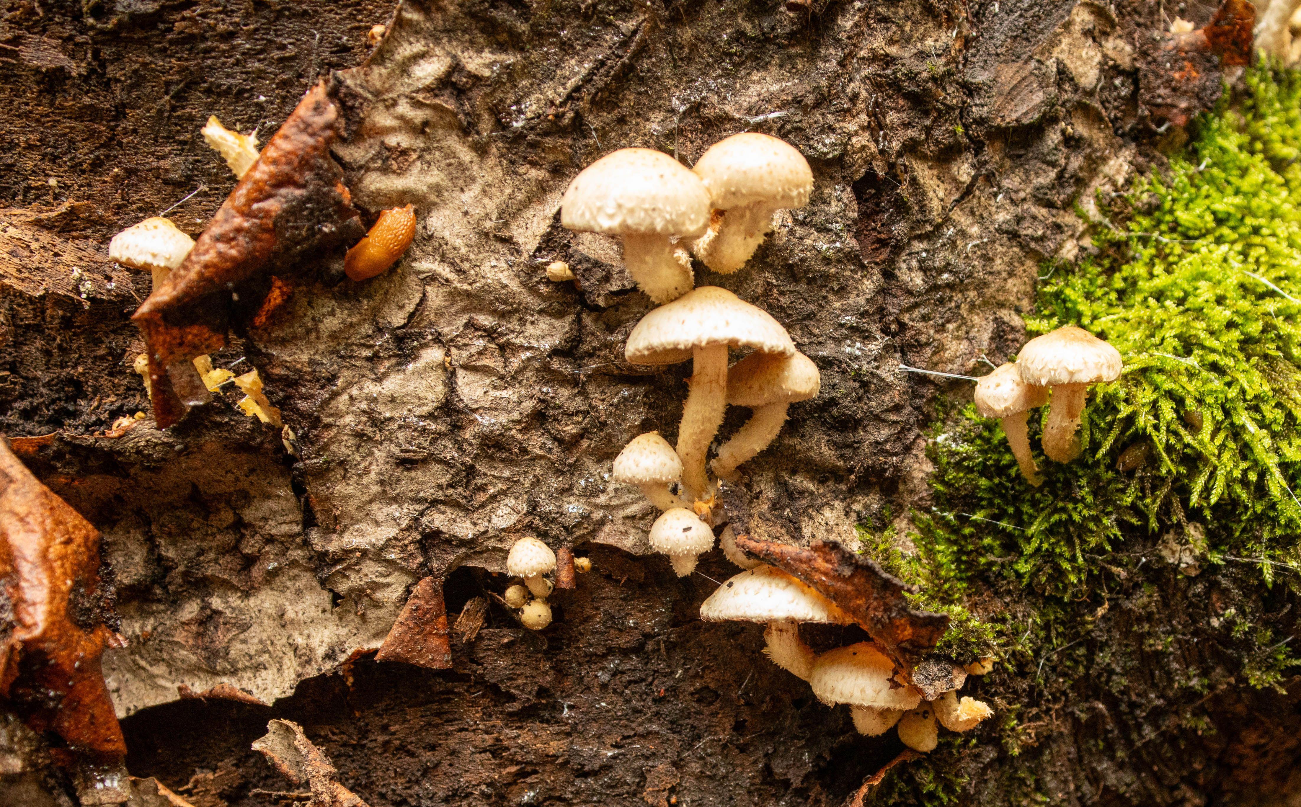 Close-up of fungi and moss growing on a forest log in Wallonia, Belgium.
