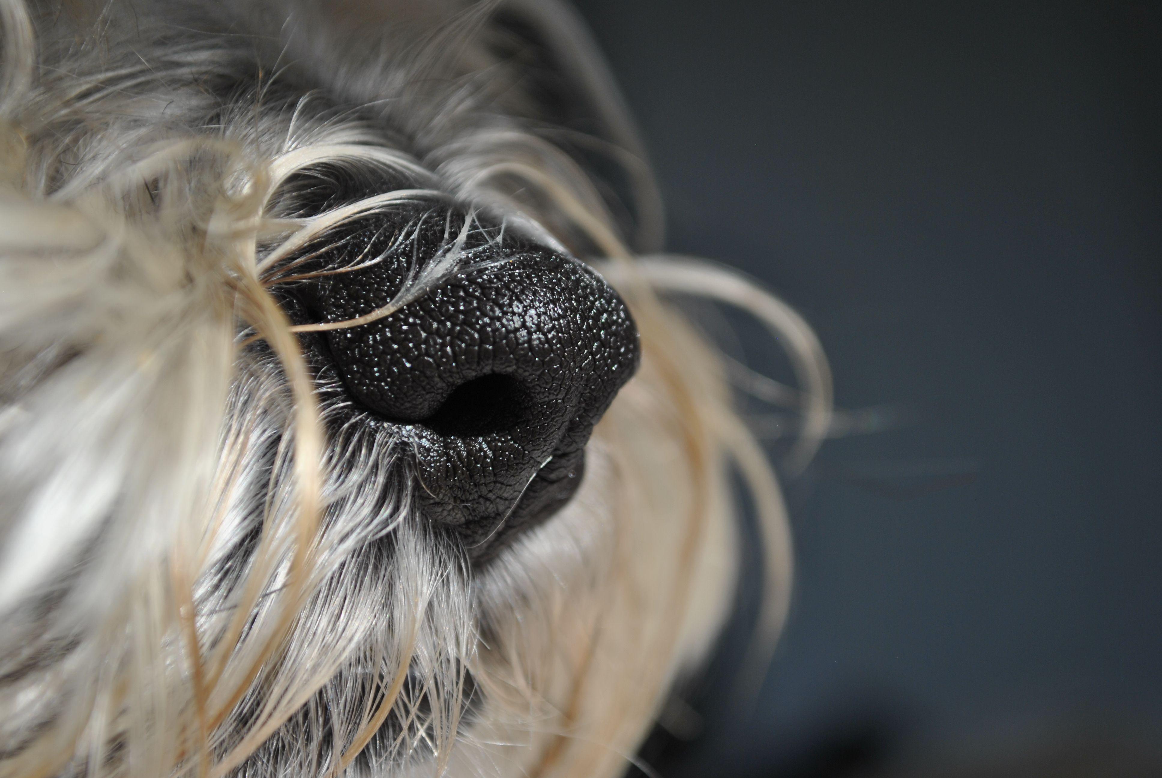 A detailed close-up of a terrier dog's black nose surrounded by whiskers and fur.