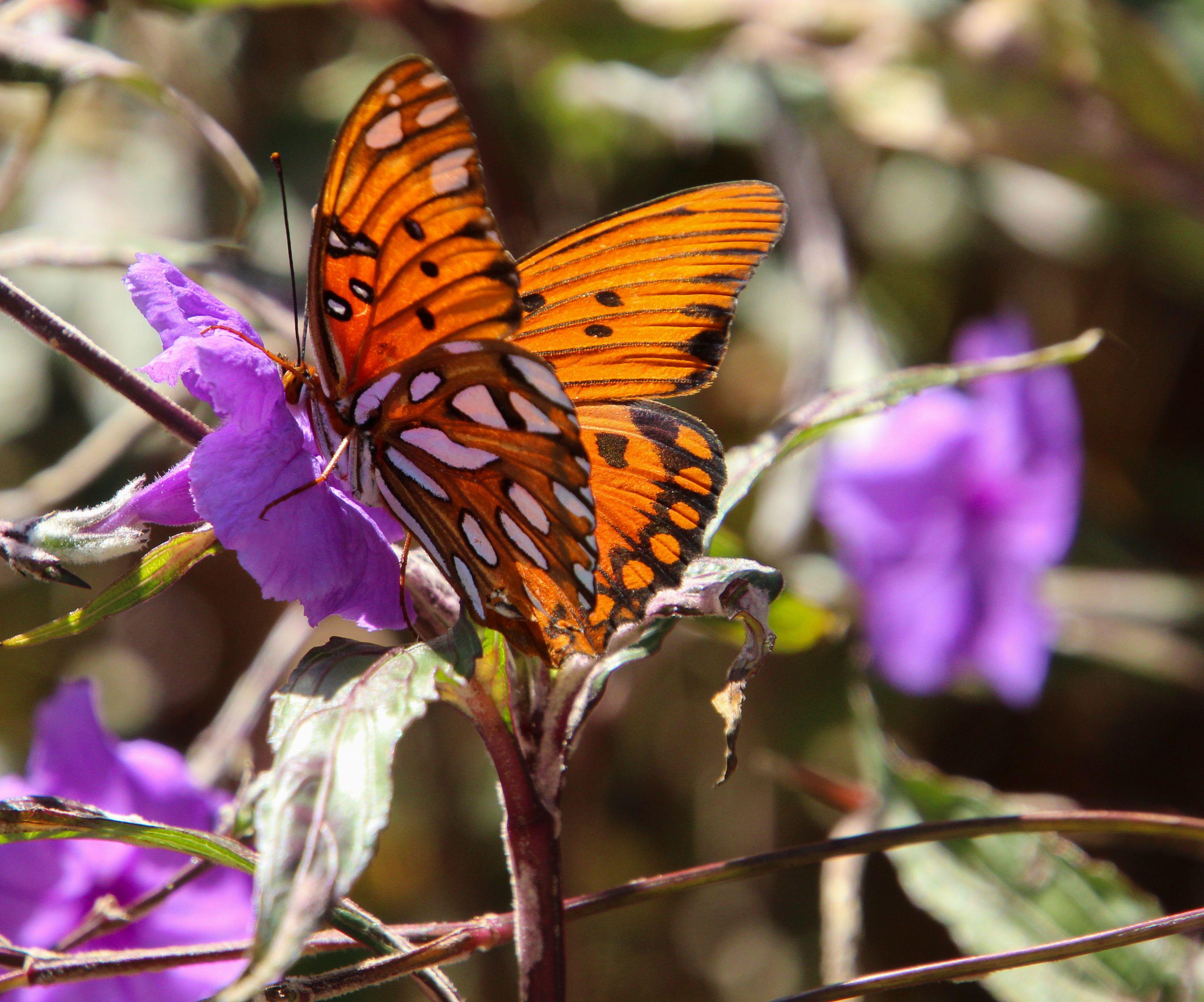 Close-up of a monarch butterfly perched on a vibrant purple flower in daylight.