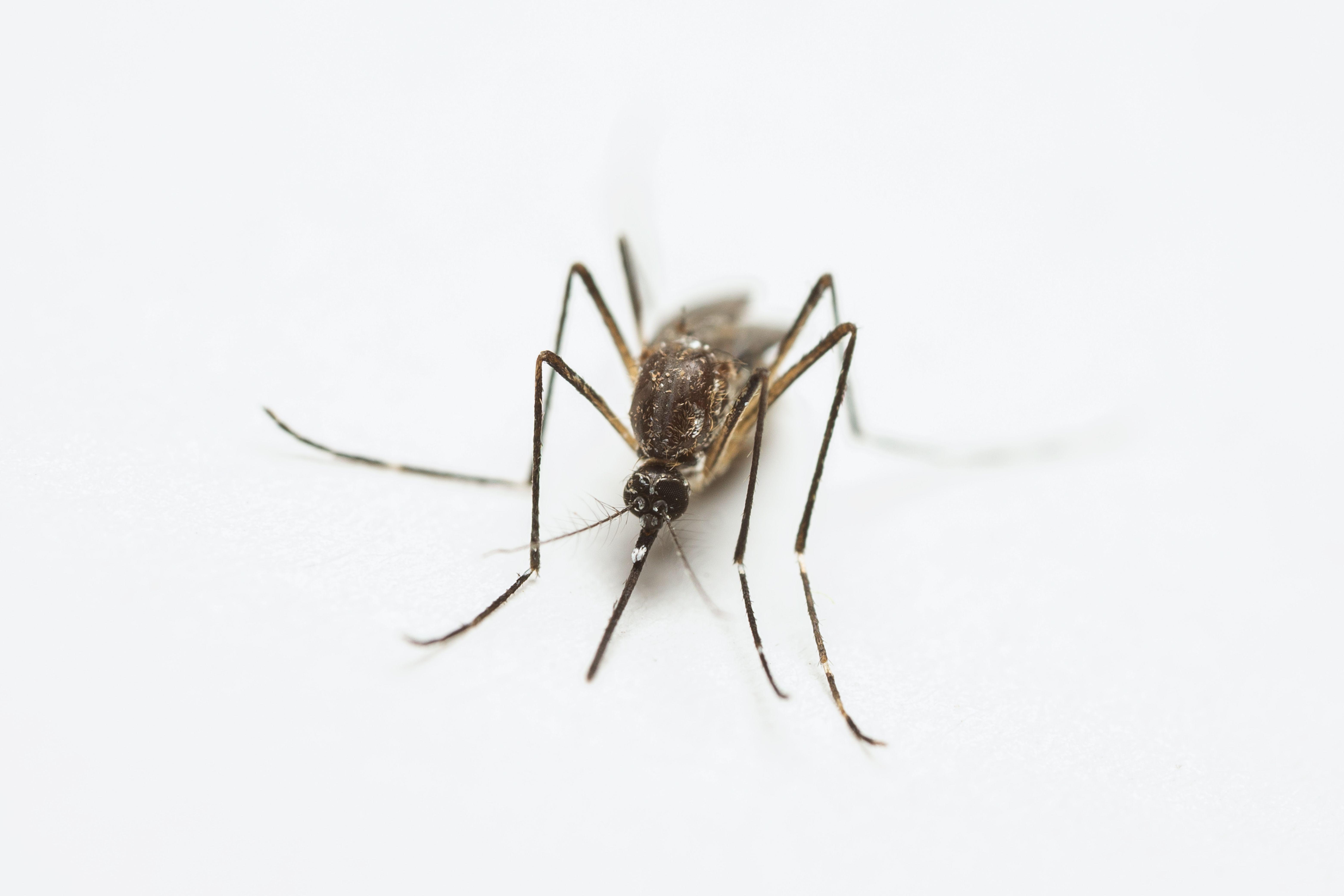 Detailed macro shot highlighting a mosquito's texture and form on a white background.