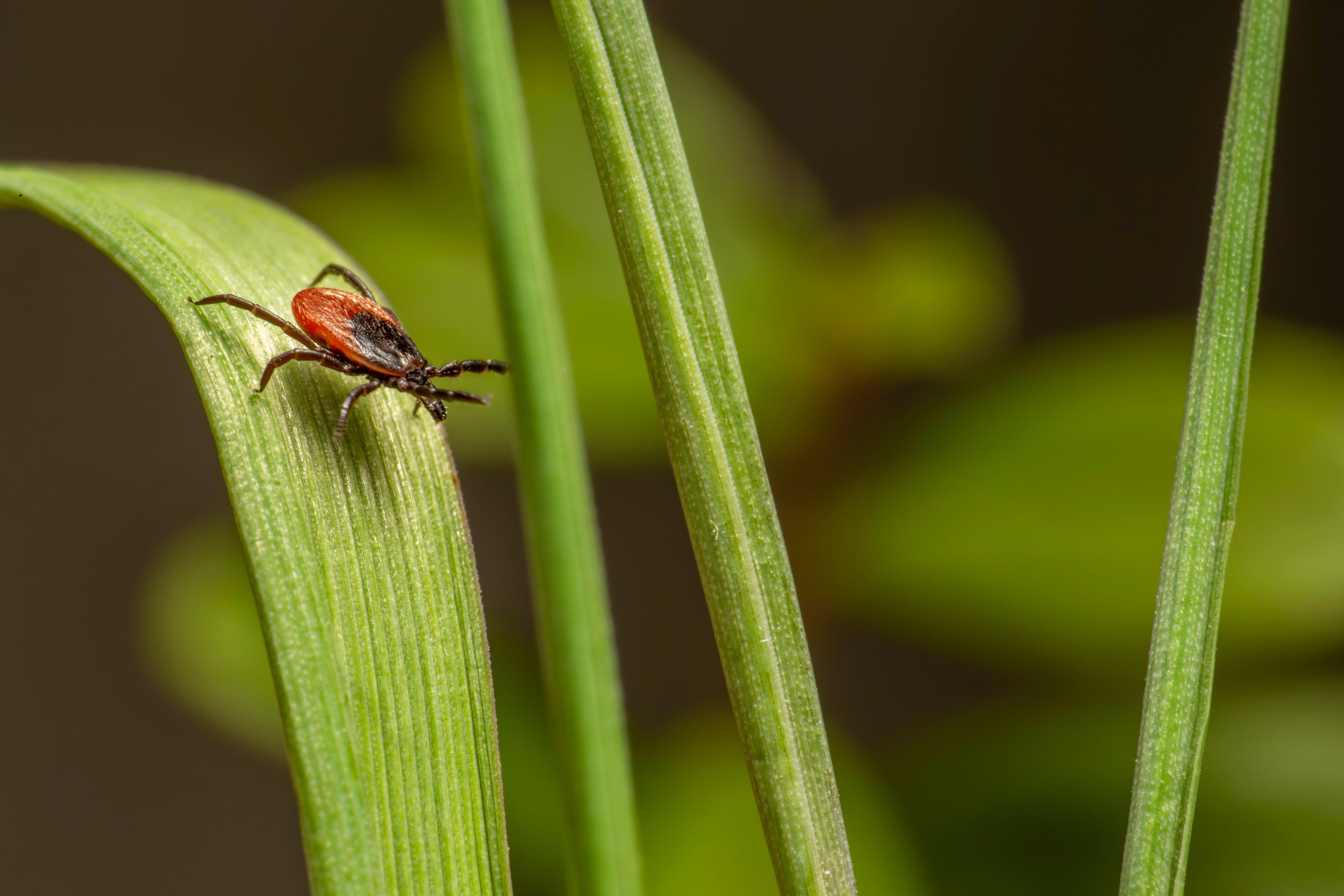 Close-up of a dangerous castor bean tick (Ixodes ricinus) on a green leaf.