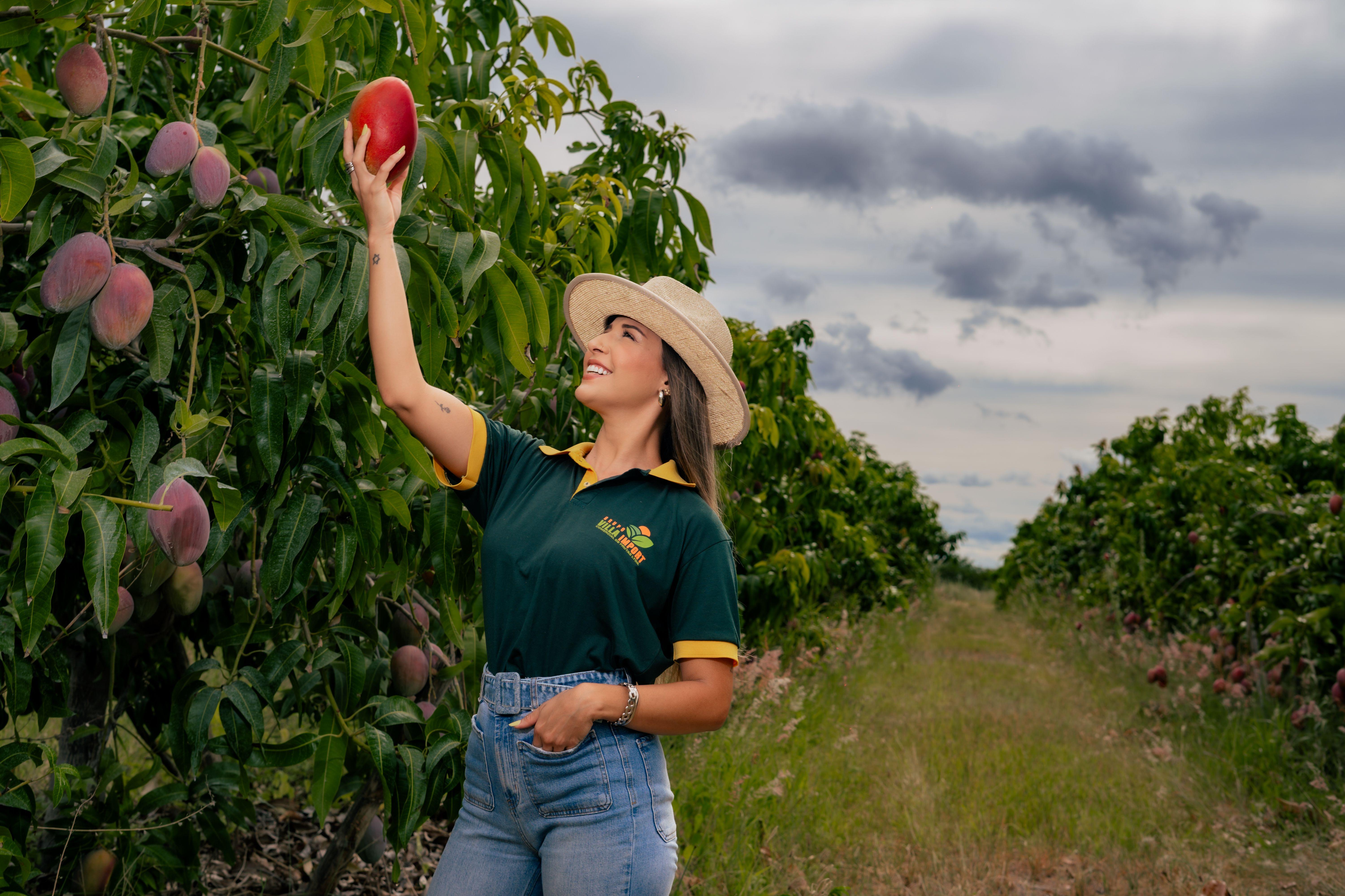 A woman reaching for a ripe mango in a lush, green orchard under a cloudy sky.