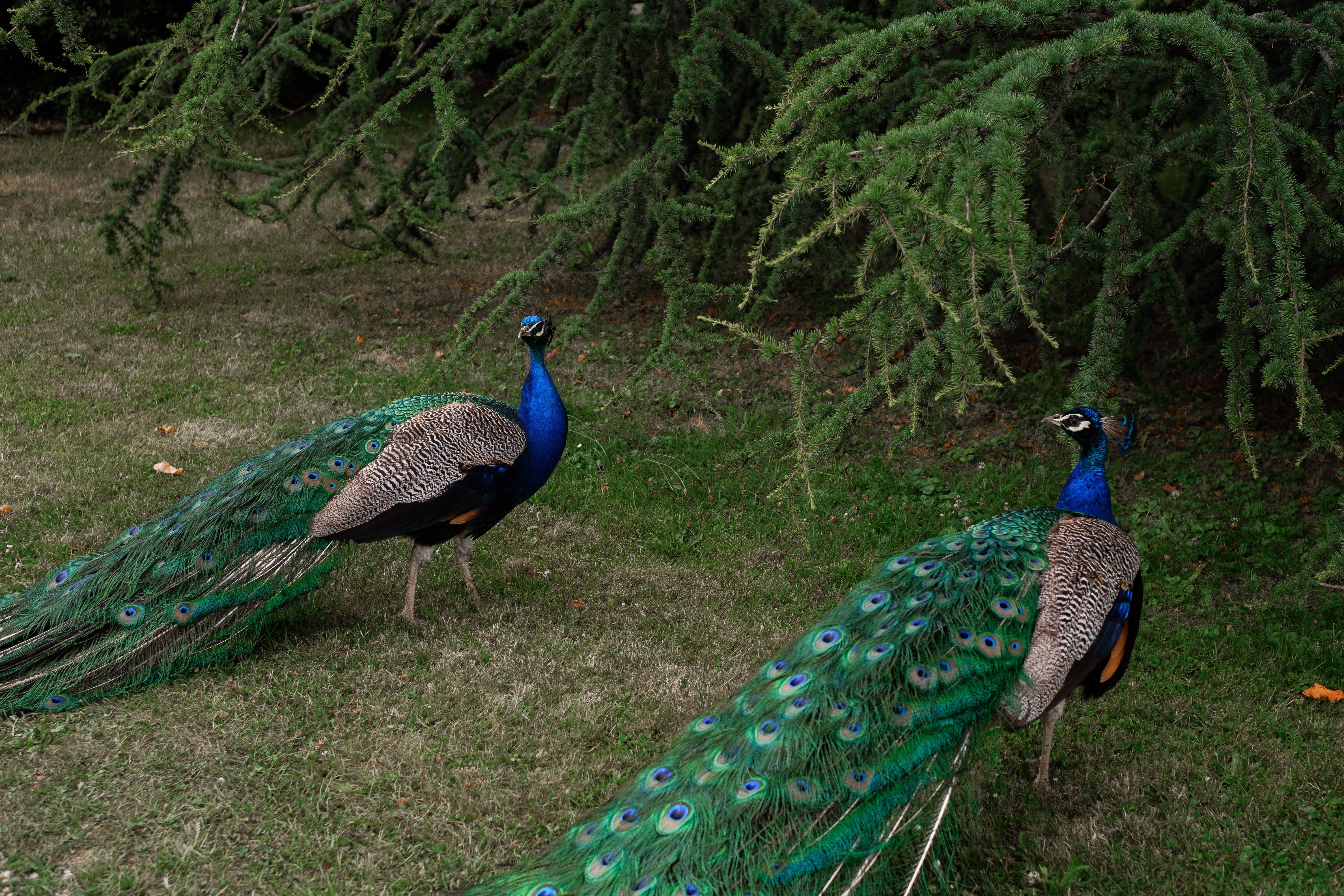 Two majestic peacocks with vibrant plumage standing under evergreen trees.