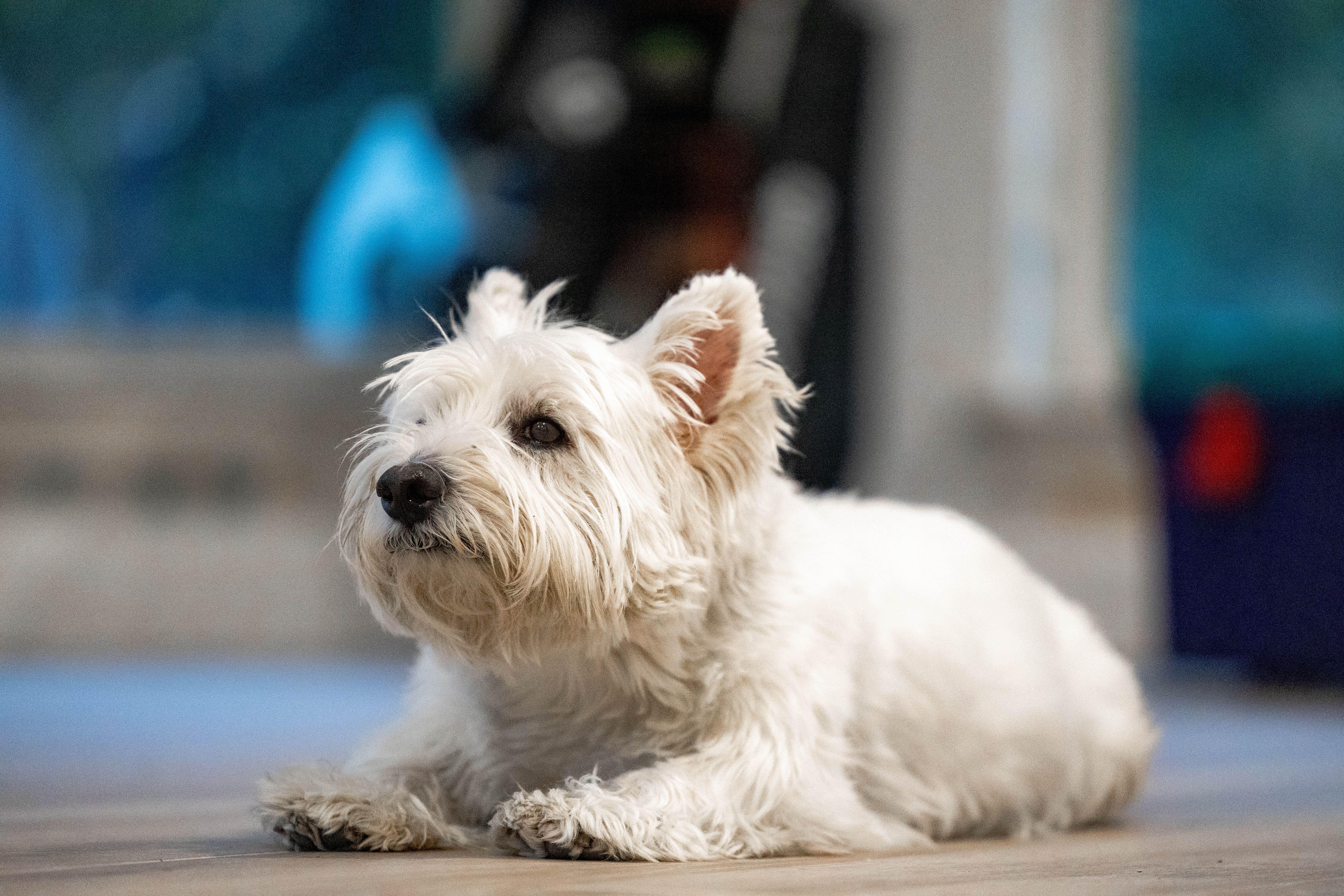 Westie dog lying on a wooden floor, charming and fluffy.