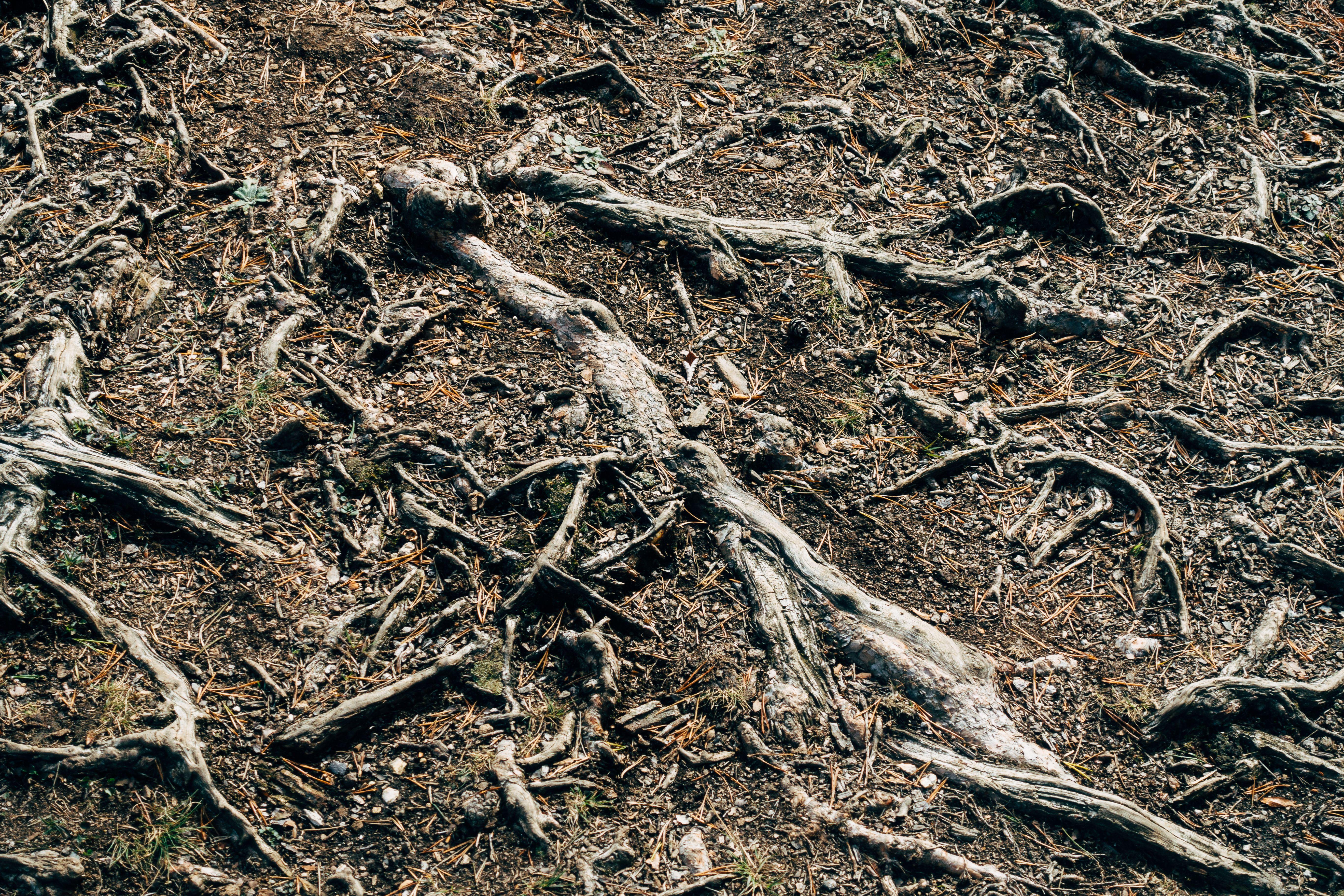 Detailed view of intertwined tree roots and earthy forest soil, showcasing natural structure.